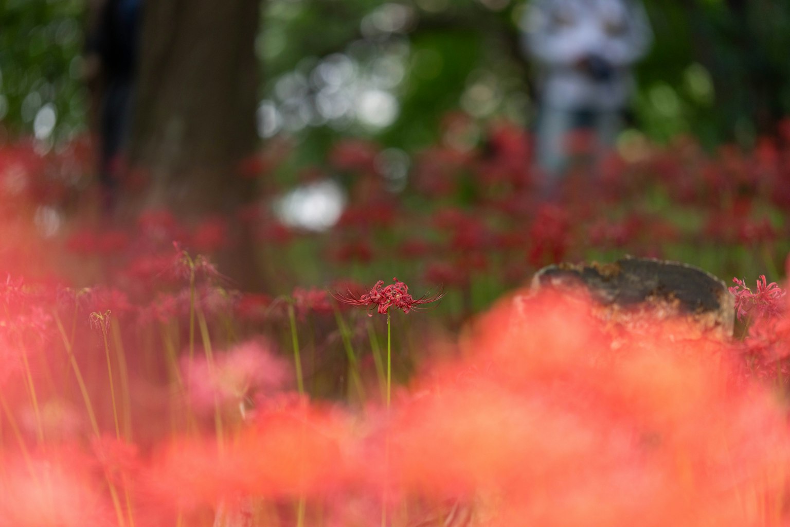 Champ de fleurs rouges avec un arrière-plan flou comportant des personnes