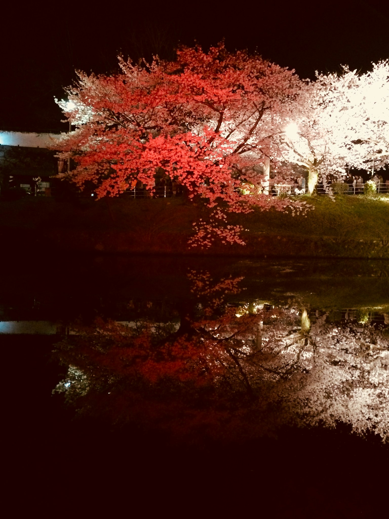 Un cerisier rouge et un cerisier blanc reflétés dans un étang nocturne
