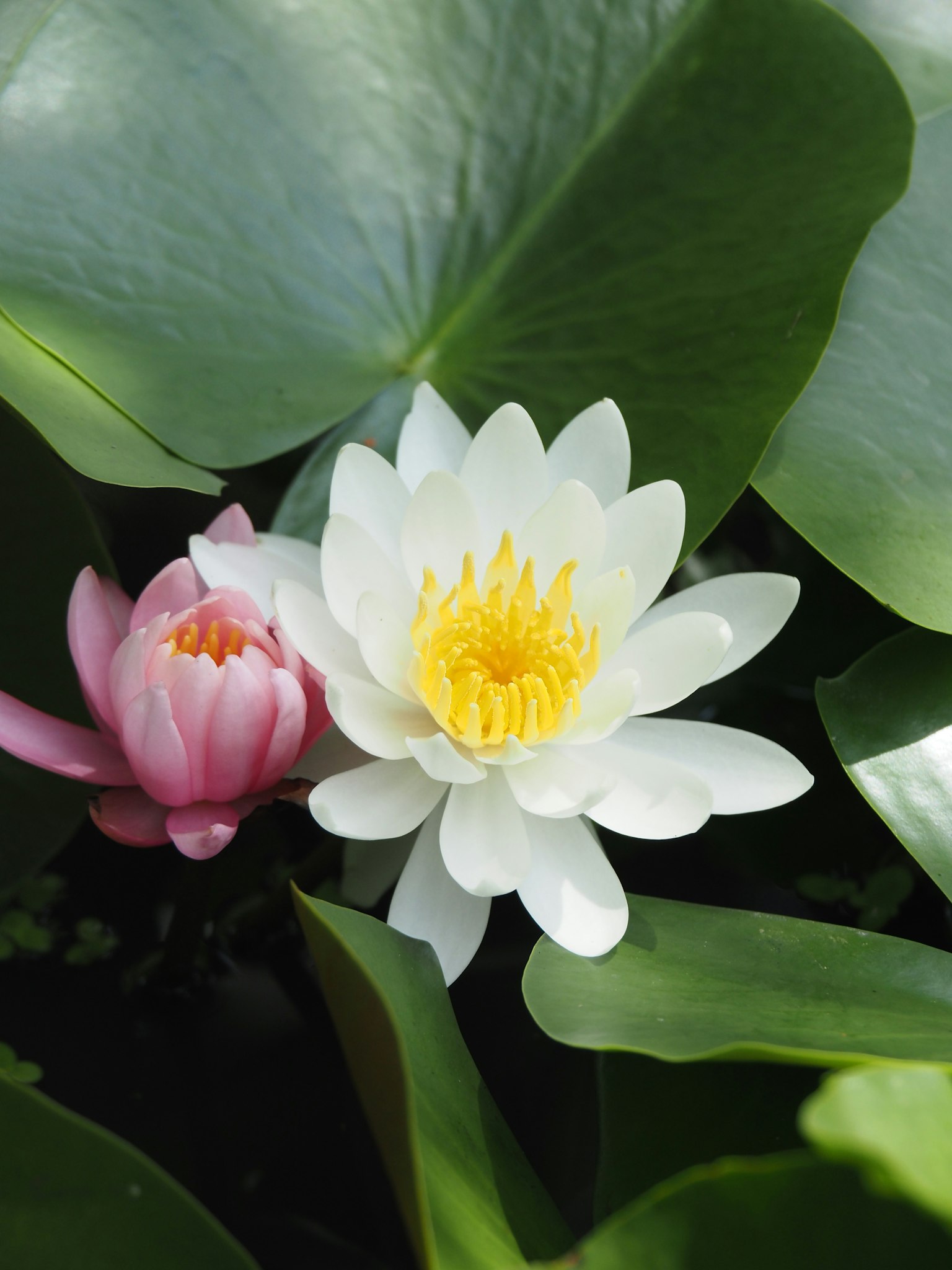 Un loto bianco e un loto rosa che fioriscono tra foglie verdi