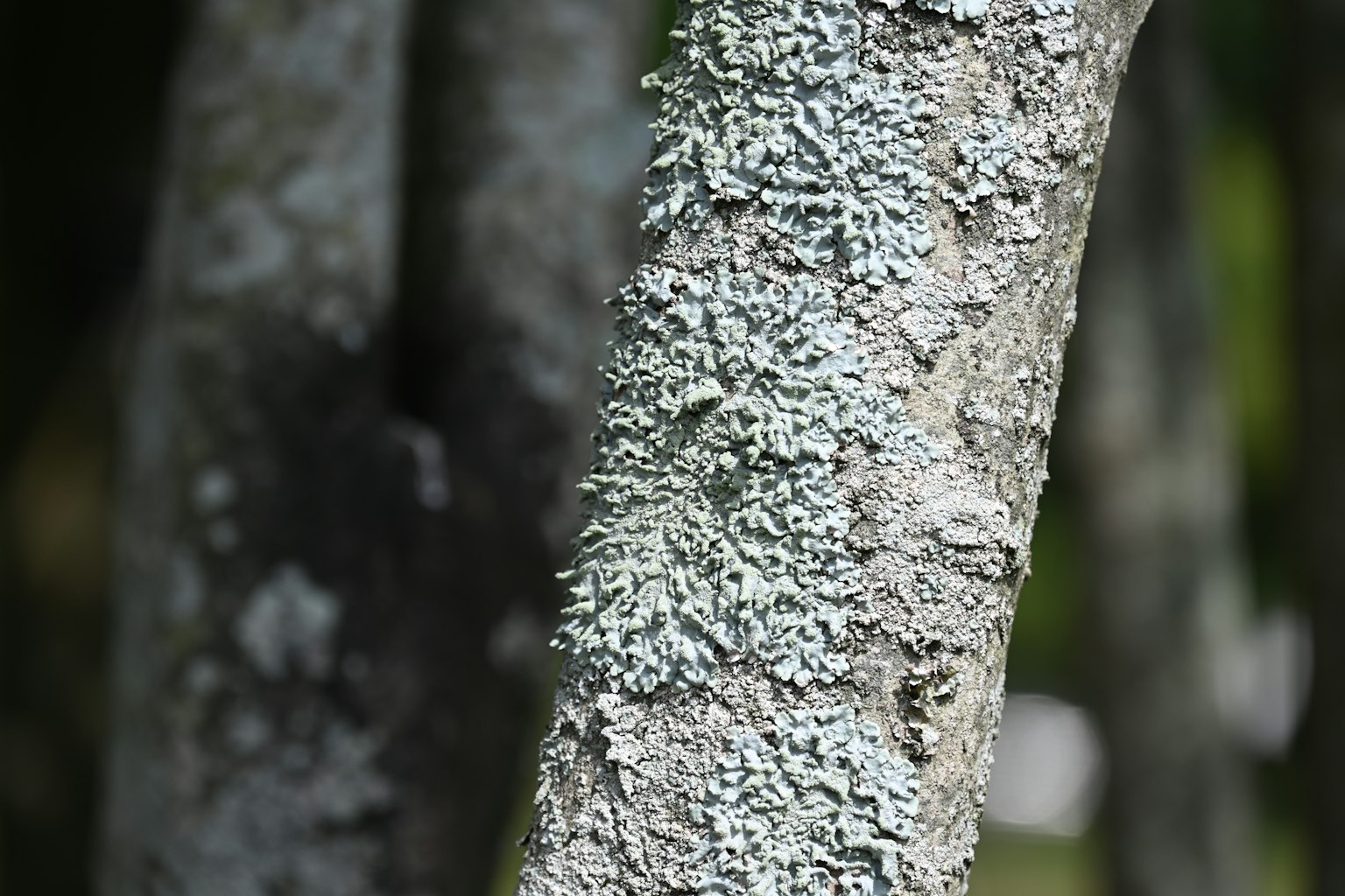 Close-up of moss and lichen on a tree trunk