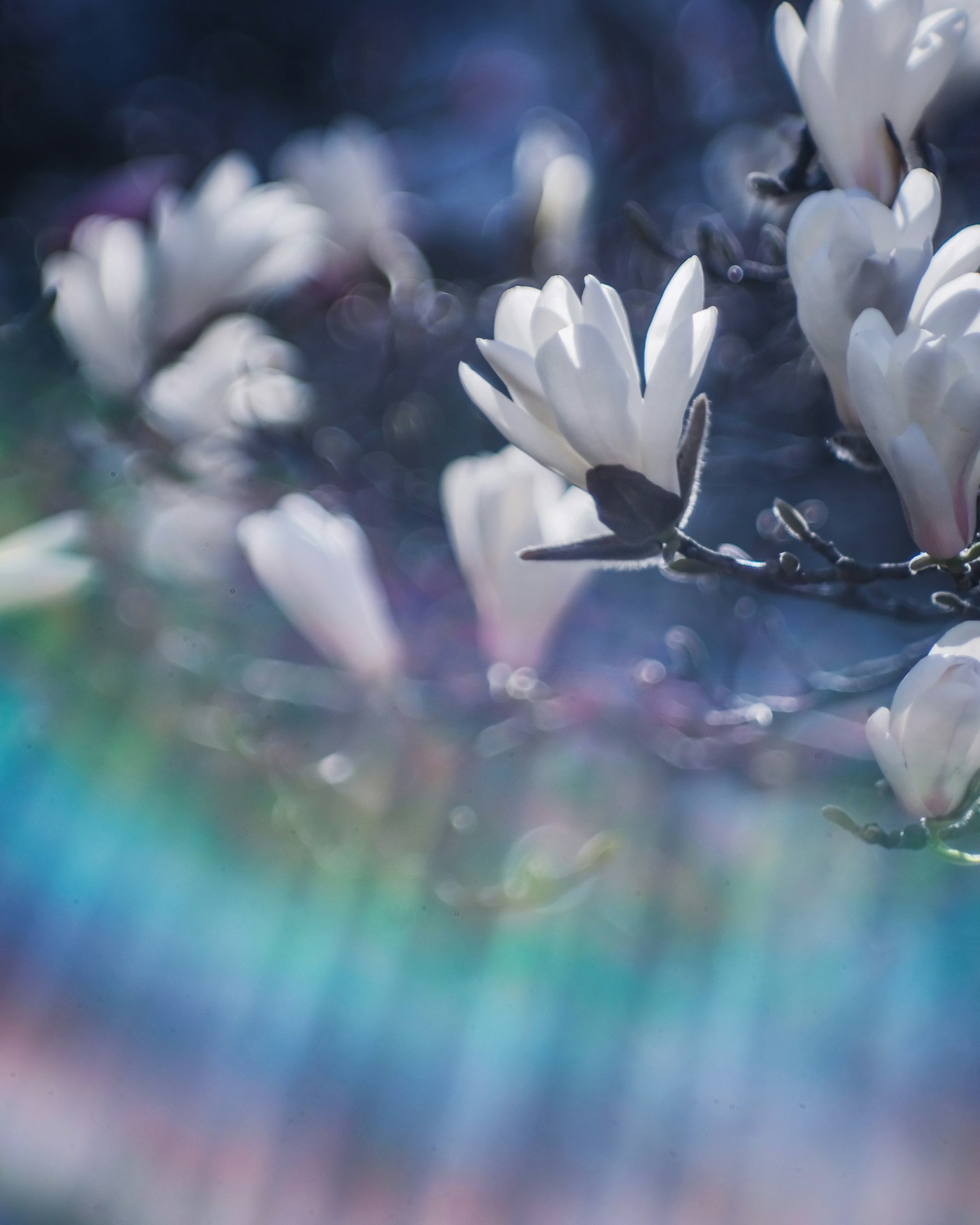 Fiori bianchi con un effetto di luce arcobaleno sullo sfondo