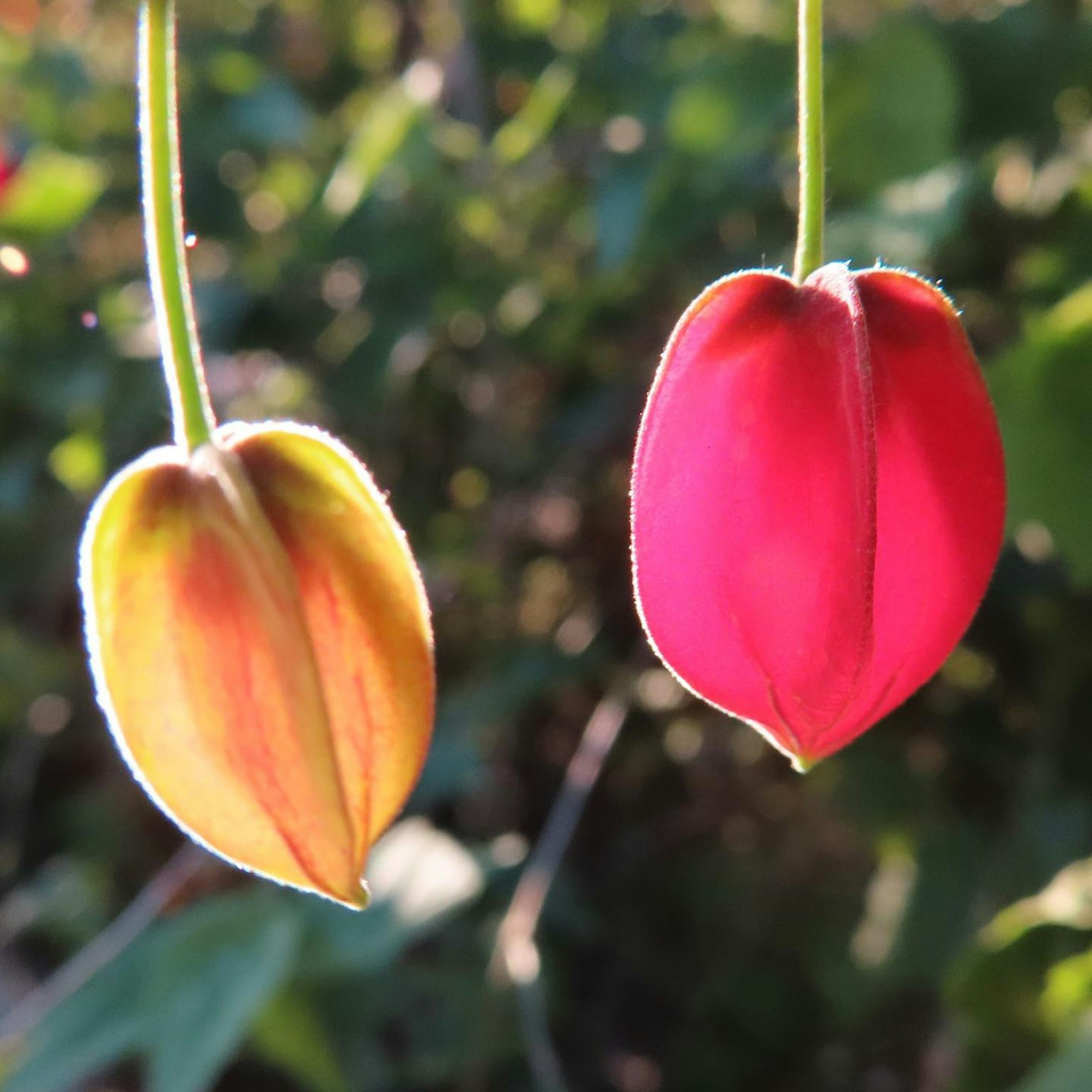 Gros plan d'une plante avec des pétales de fleurs rouges et jaunes