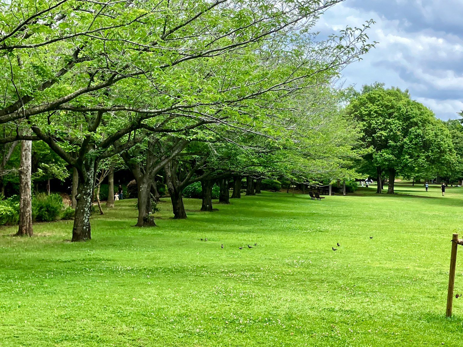 Parklandschaft mit grünem Gras und Bäumen