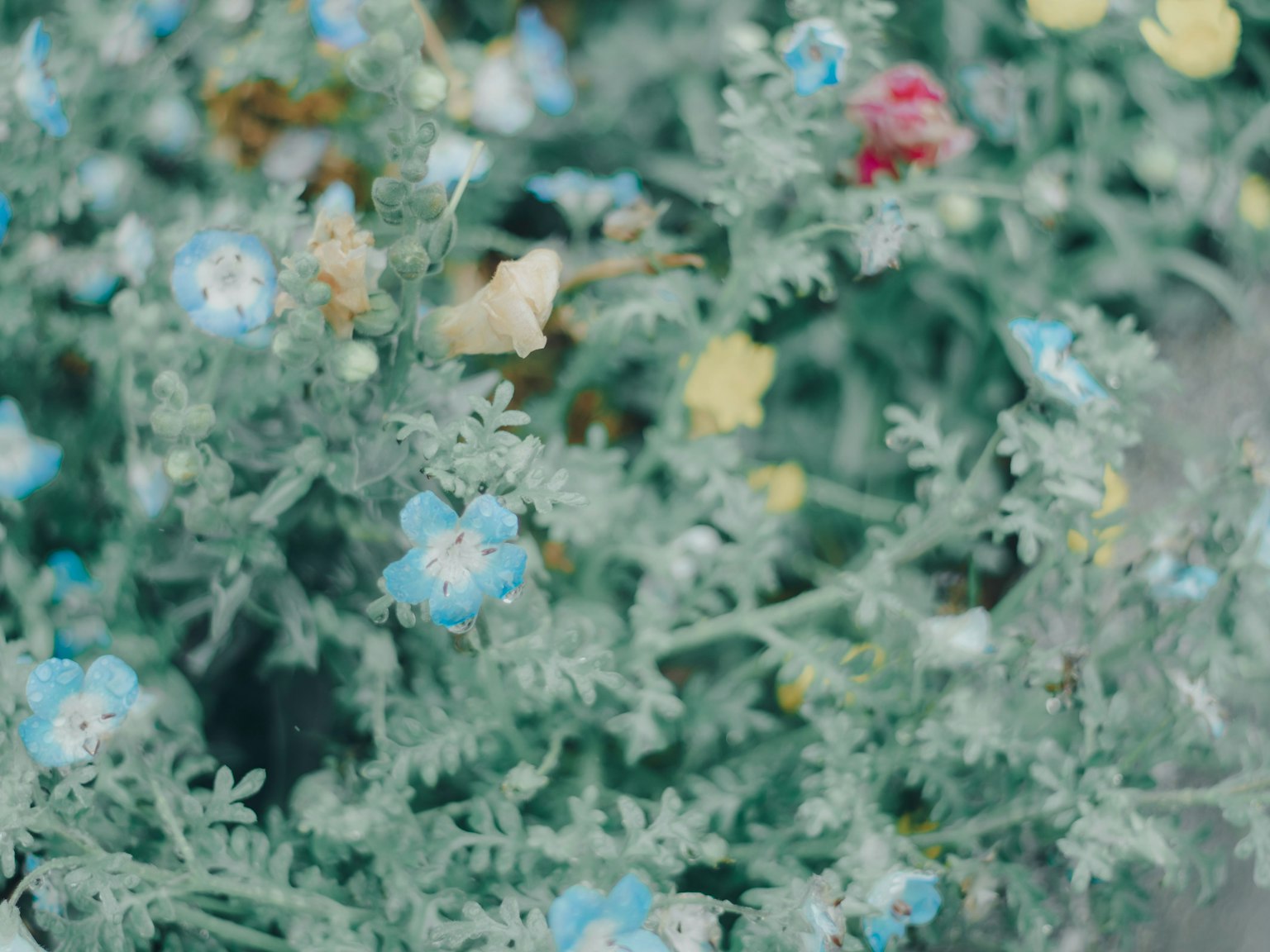 Close-up of a plant with blue flowers and green leaves