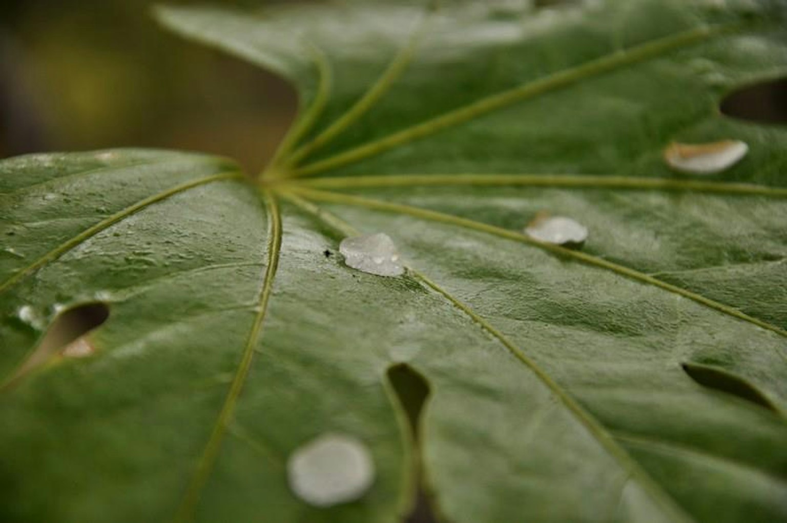 Immagine ravvicinata di una foglia verde con gocce d'acqua e buchi sulla sua superficie