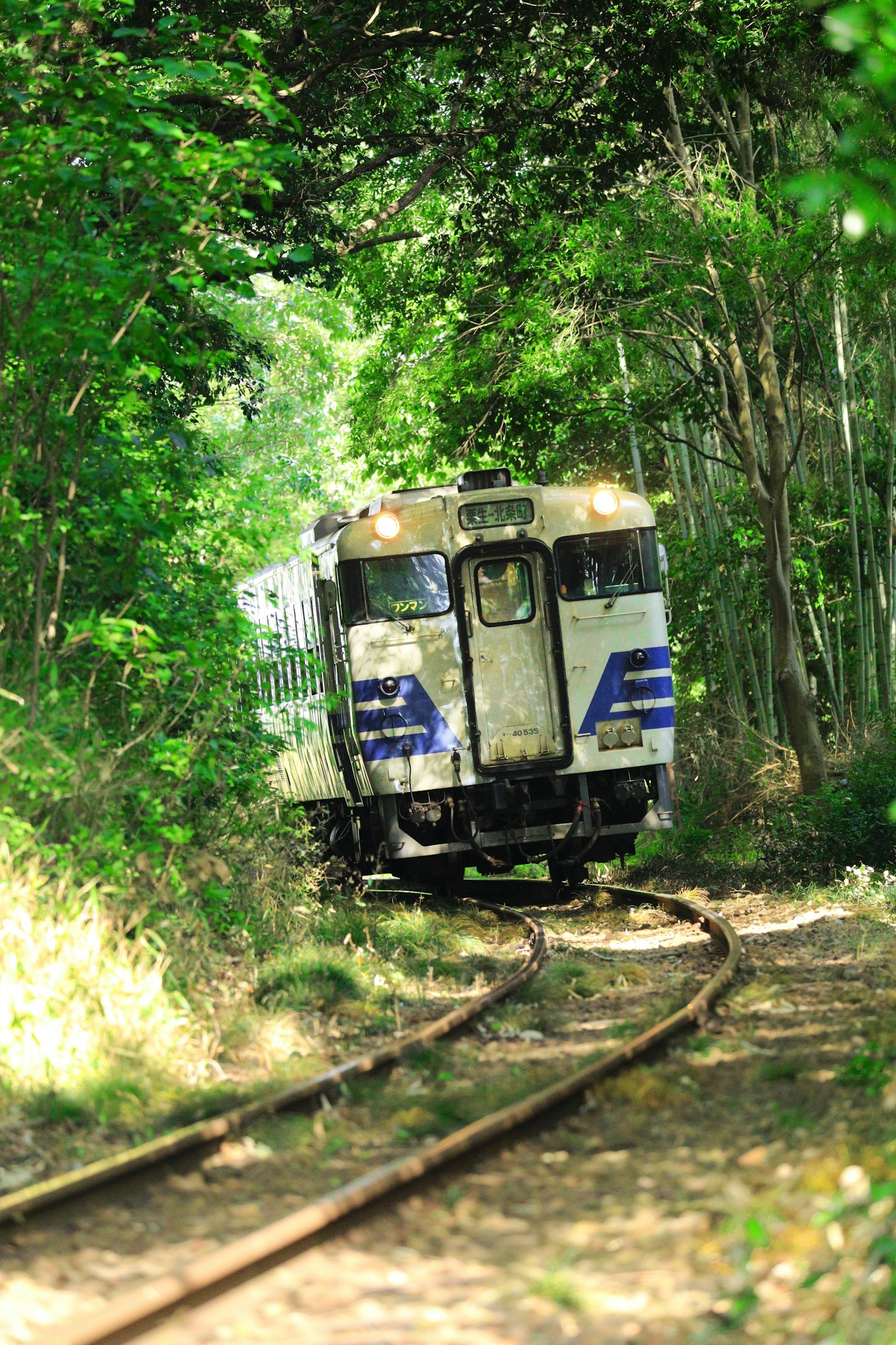 Tren viajando por una vía estrecha rodeado de vegetación exuberante