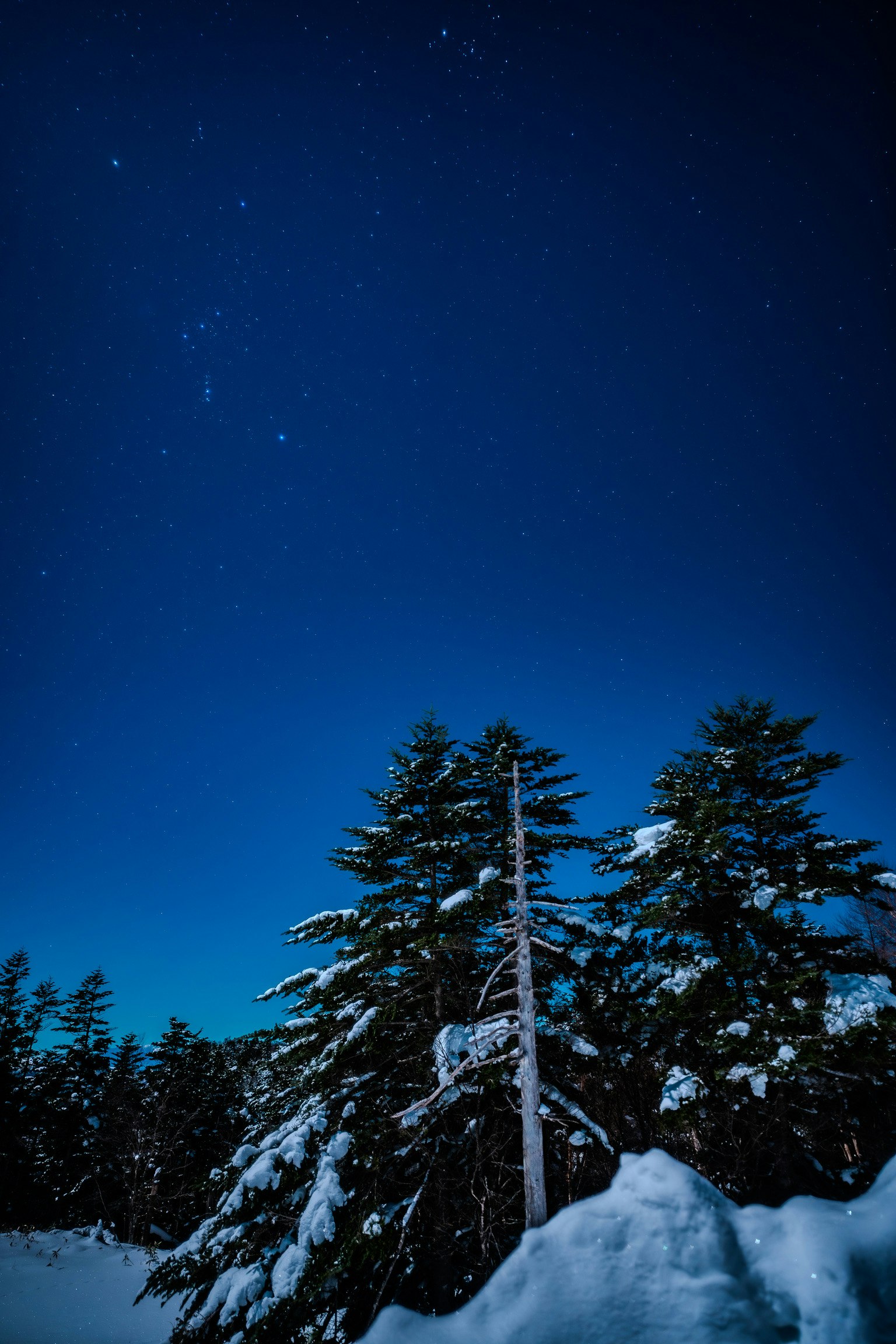 雪の積もった森の木々と星空の夜空
