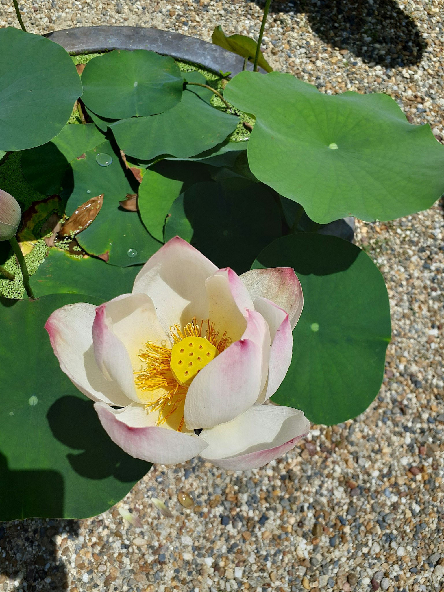 Hermosa flor de loto con hojas verdes en un estanque