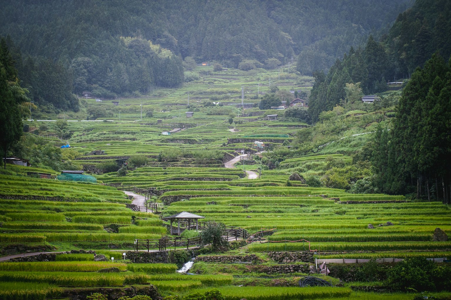 Lush green terraced rice fields surrounded by mountains