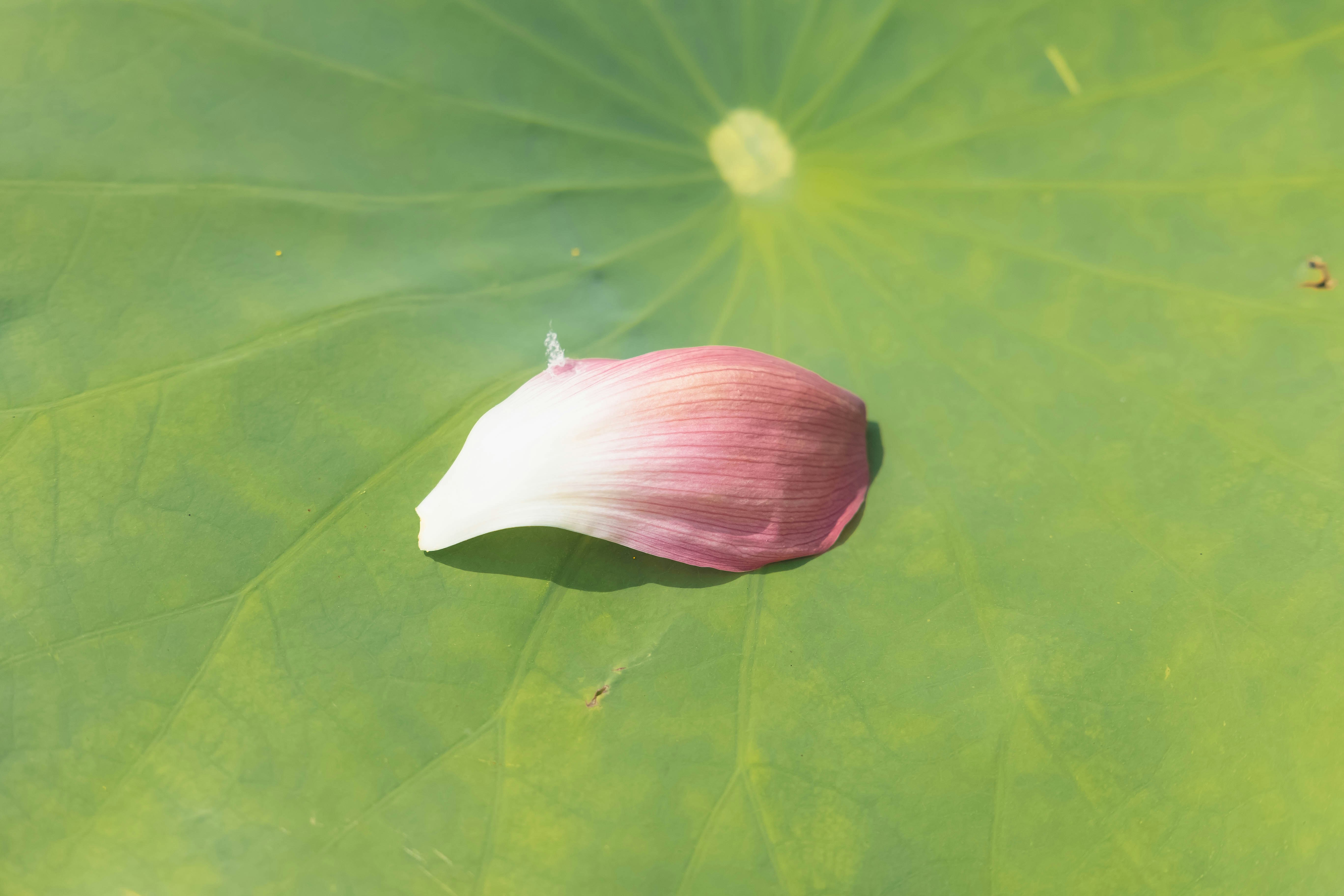 蓮の葉に受け止められるピンクの花びらのクローズアップ