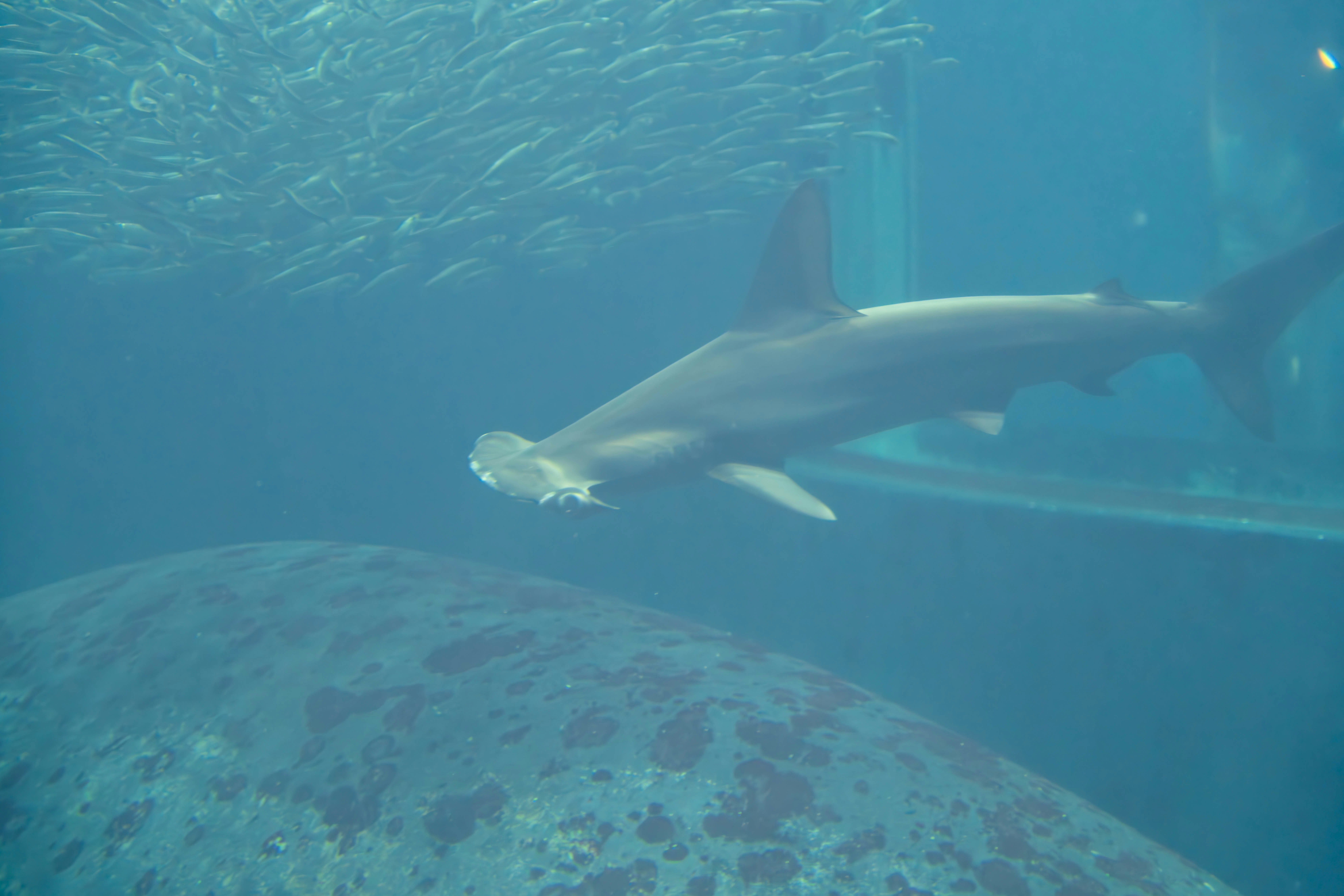 海中を泳ぐ魚とサメのような大型魚のシルエット