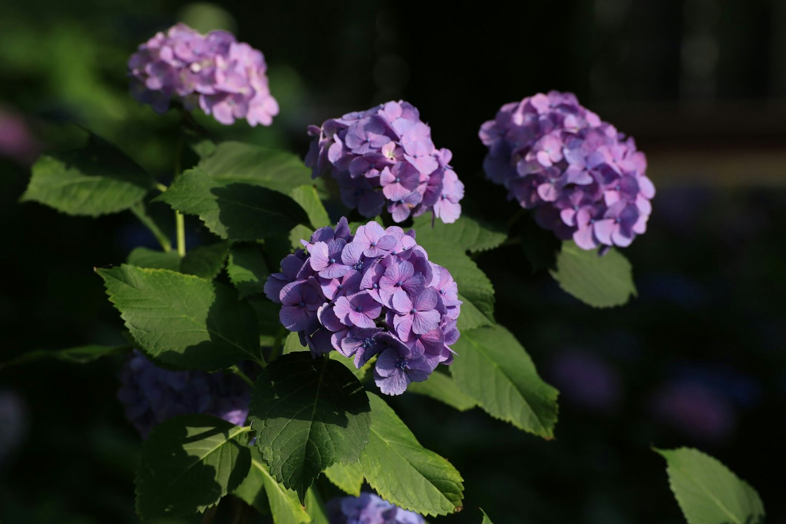 Photo en gros plan de fleurs violettes sur une plante