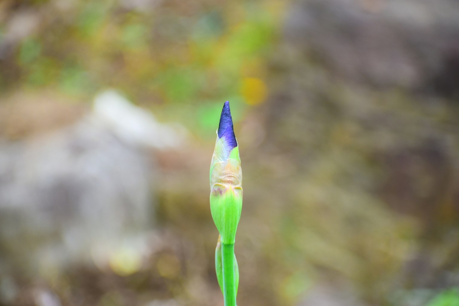 Un capullo de flor verde con punta azul-púrpura en un fondo natural borroso