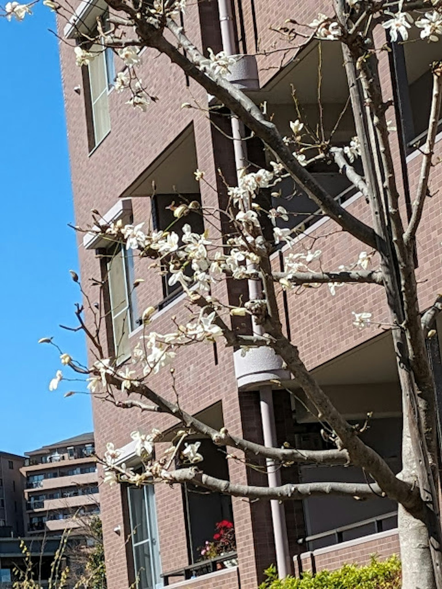 Arbre avec des fleurs blanches et bâtiment voisin