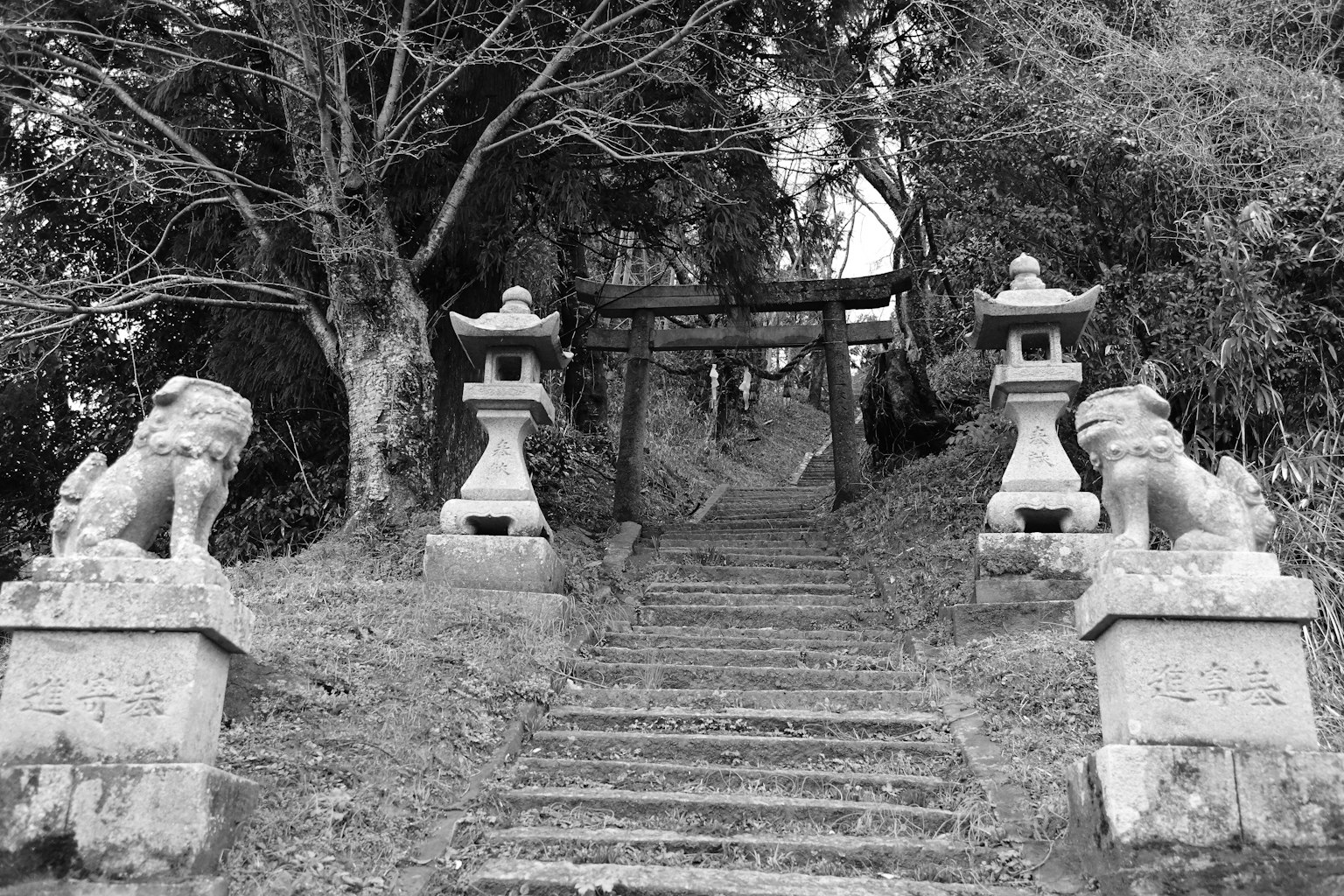 Leoni guardiani in pietra ai lati di scale che portano a un torii