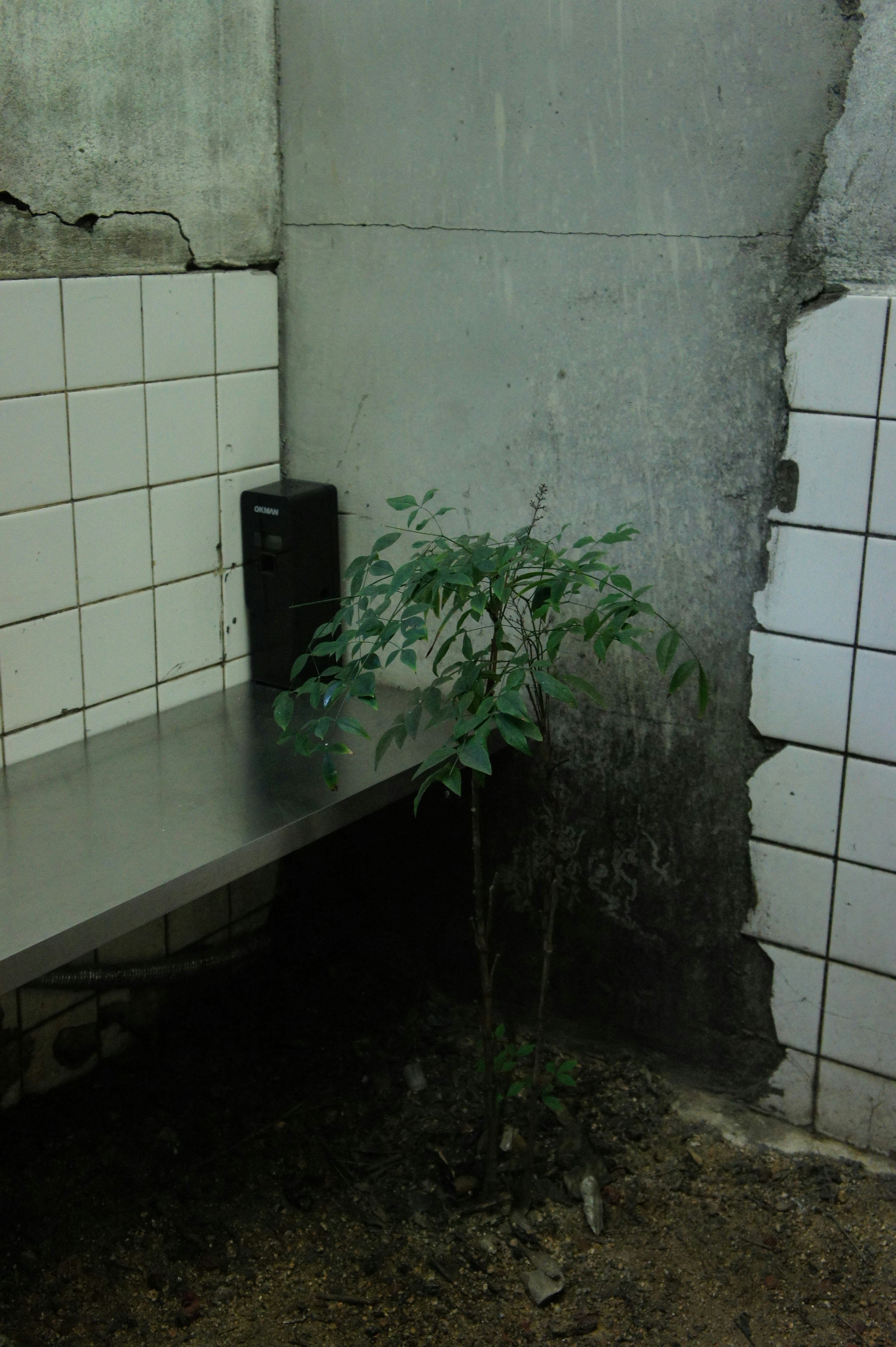 コンクリート壁の隙間に生える小さな観葉植物のある室内の片隅