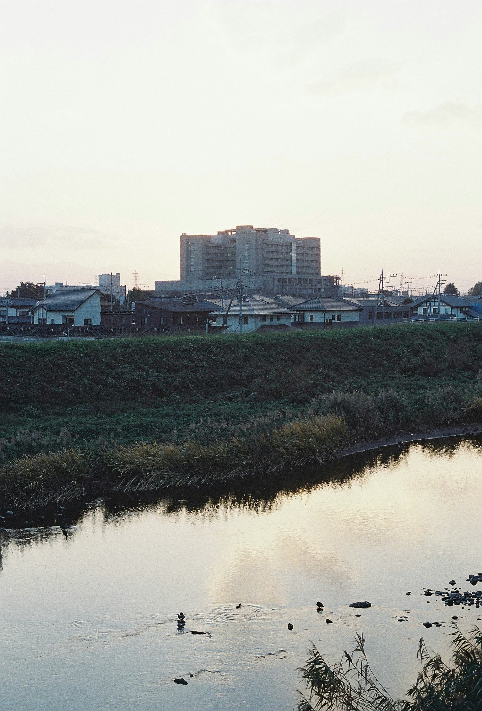 atardecer junto a un río, ribera de hierba y edificios al fondo