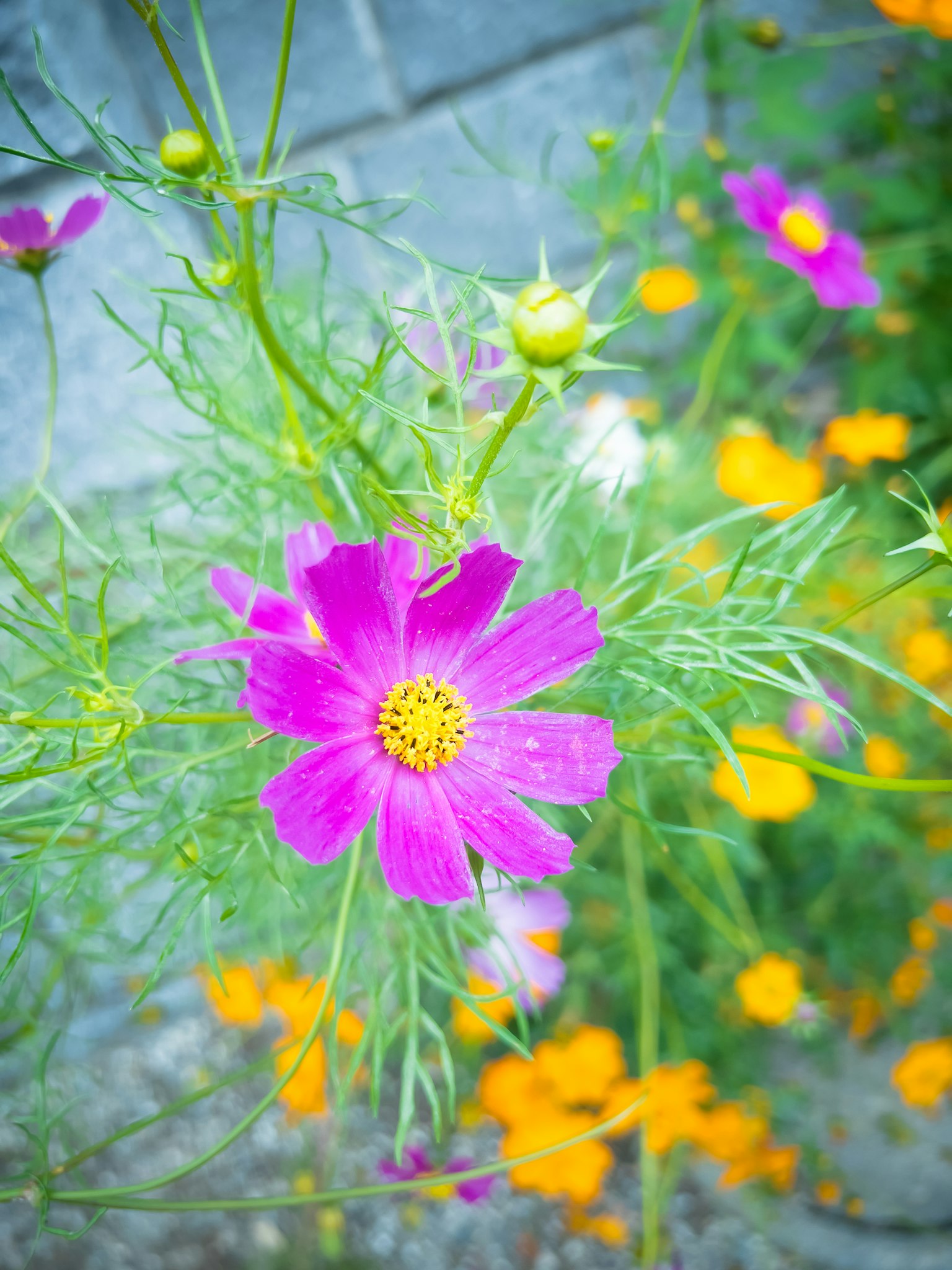 Fiore viola vivace con fiori arancioni in un giardino