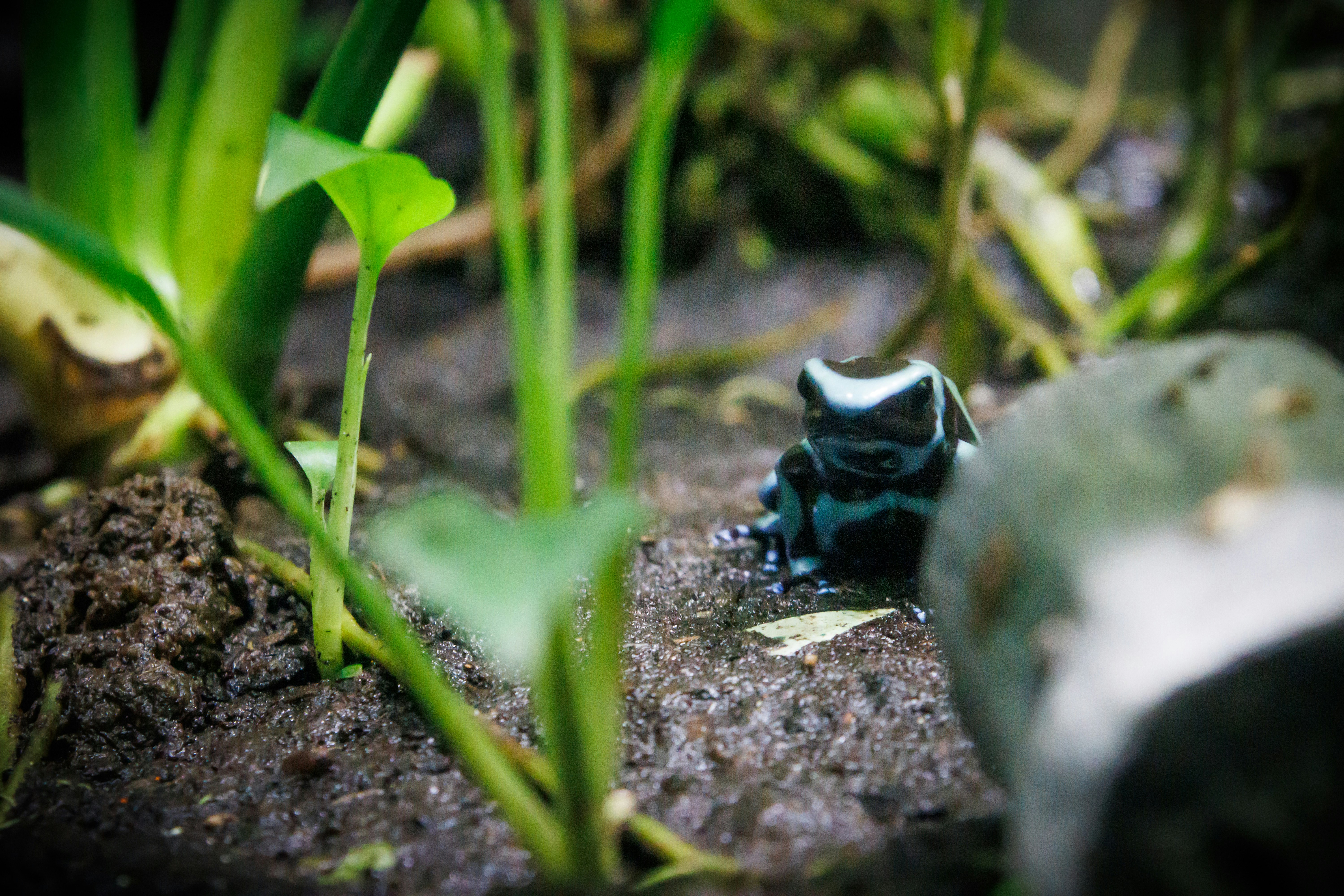 土の上に芽吹く小さな植物と黒い種