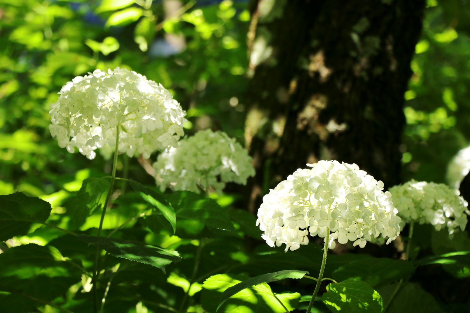Groupe de fleurs blanches s'épanouissant sur un fond vert