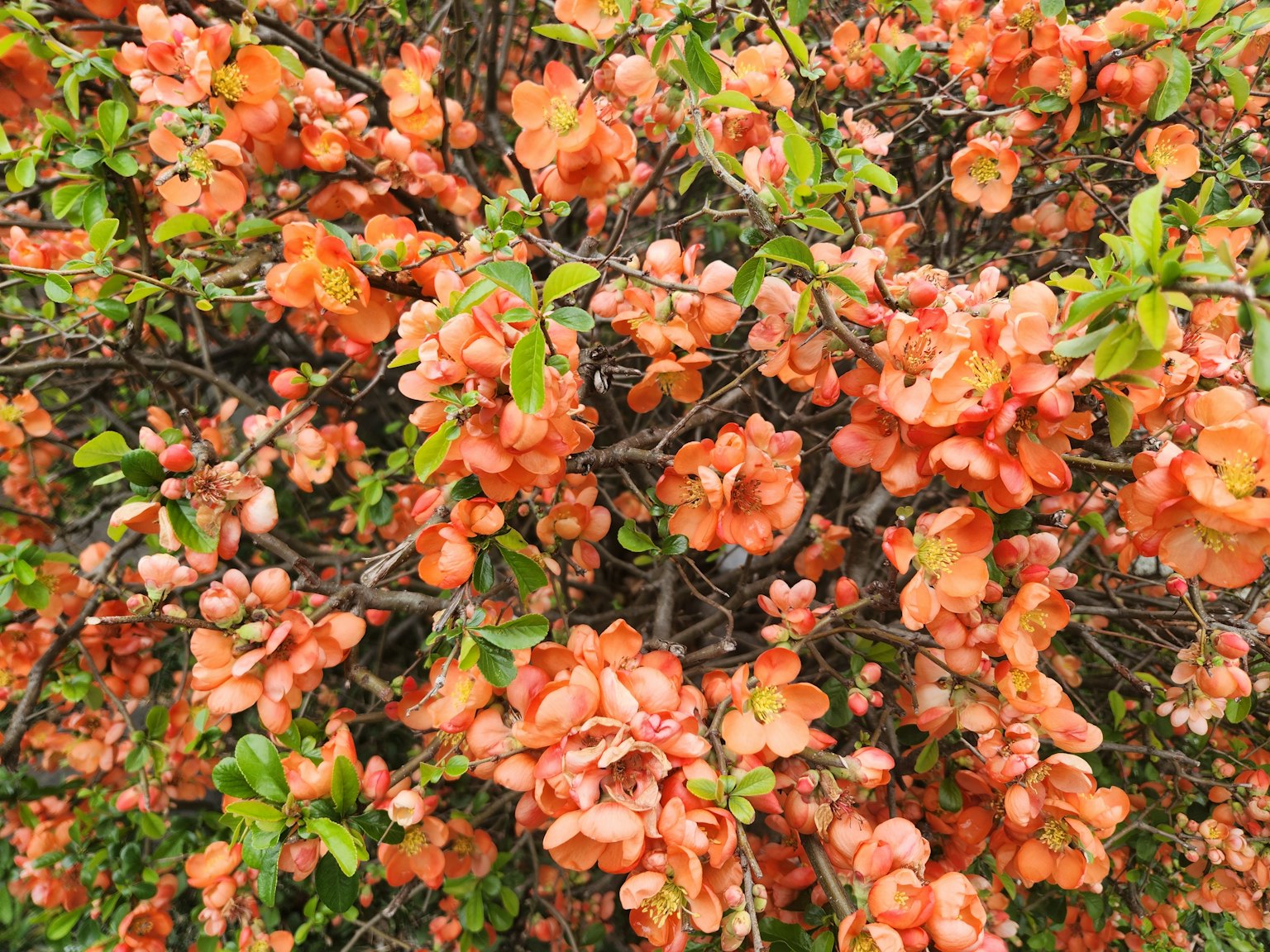 Ein Busch voller orangefarbener Blumen und üppigem grünem Laub