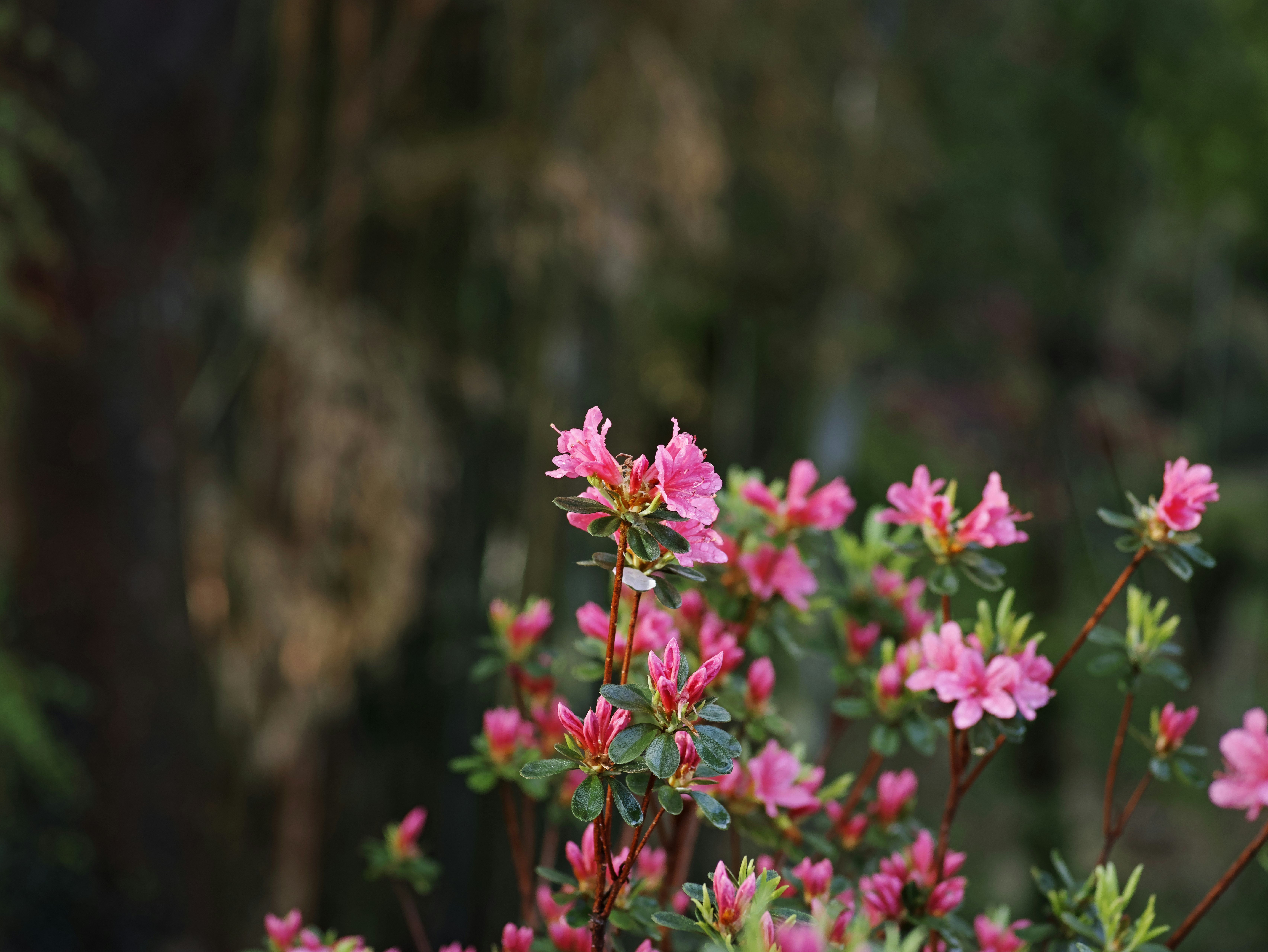ピンクの花が咲く草花のクローズアップ