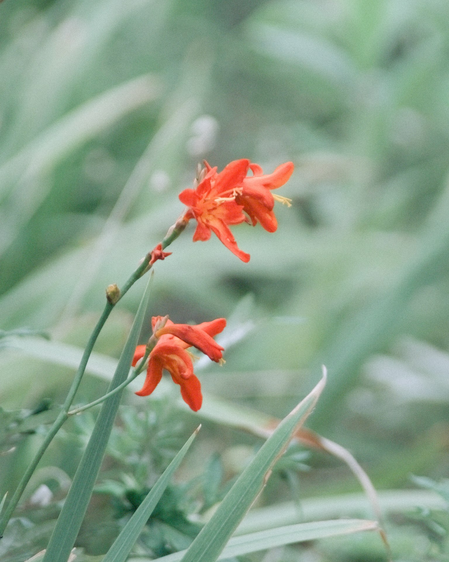 Vibrant orange flowers blooming against a green background