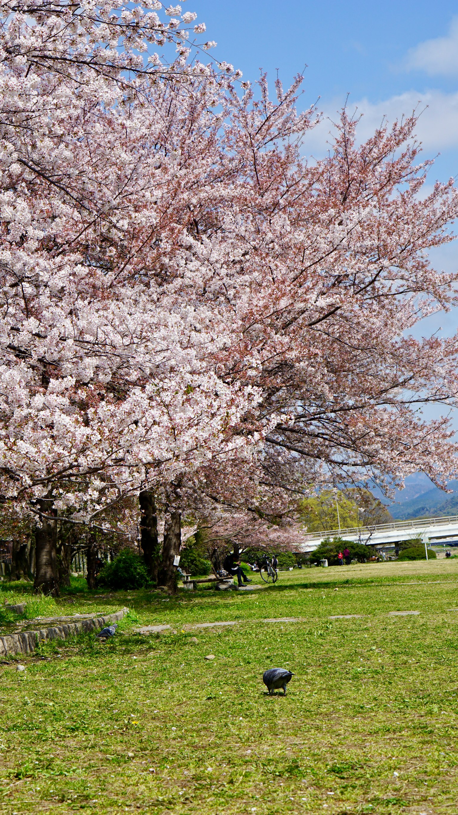 ทิวทัศน์สวนสาธารณะมีต้นซากุระและท้องฟ้าสีฟ้า