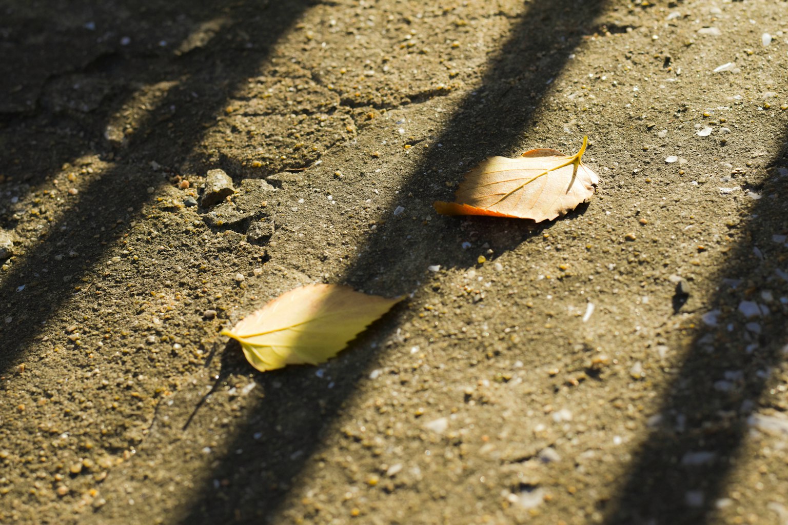 地面に落ちた2枚の葉と影のコントラスト