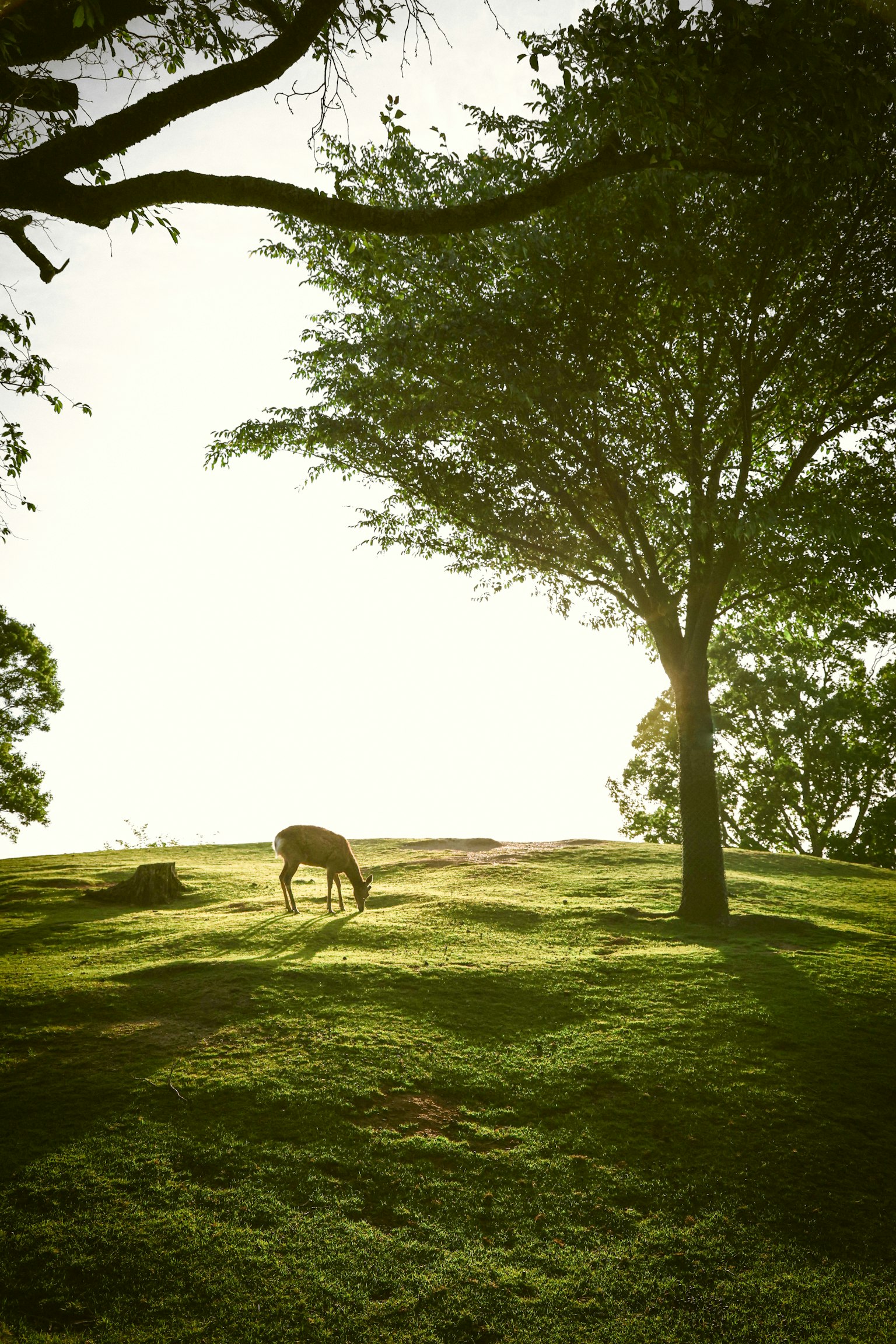 Un animal broutant sur une colline verte avec un grand arbre en arrière-plan