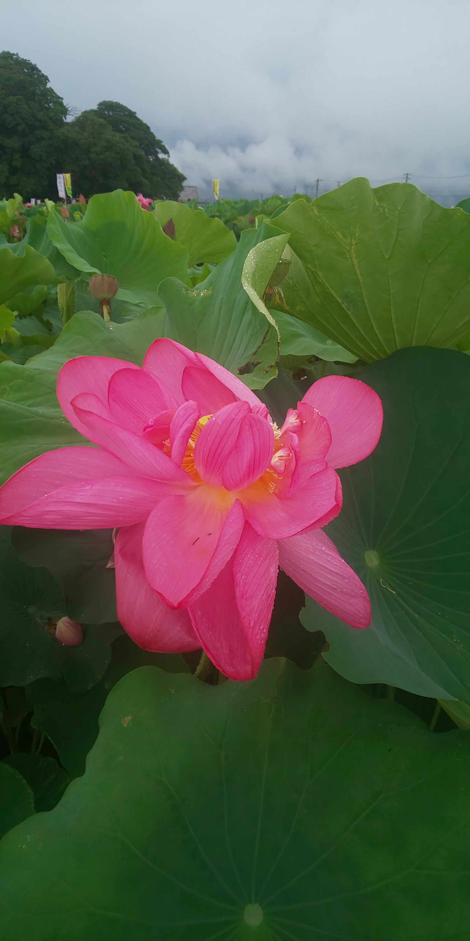 Un bellissimo fiore di loto rosa che sboccia tra le foglie verdi