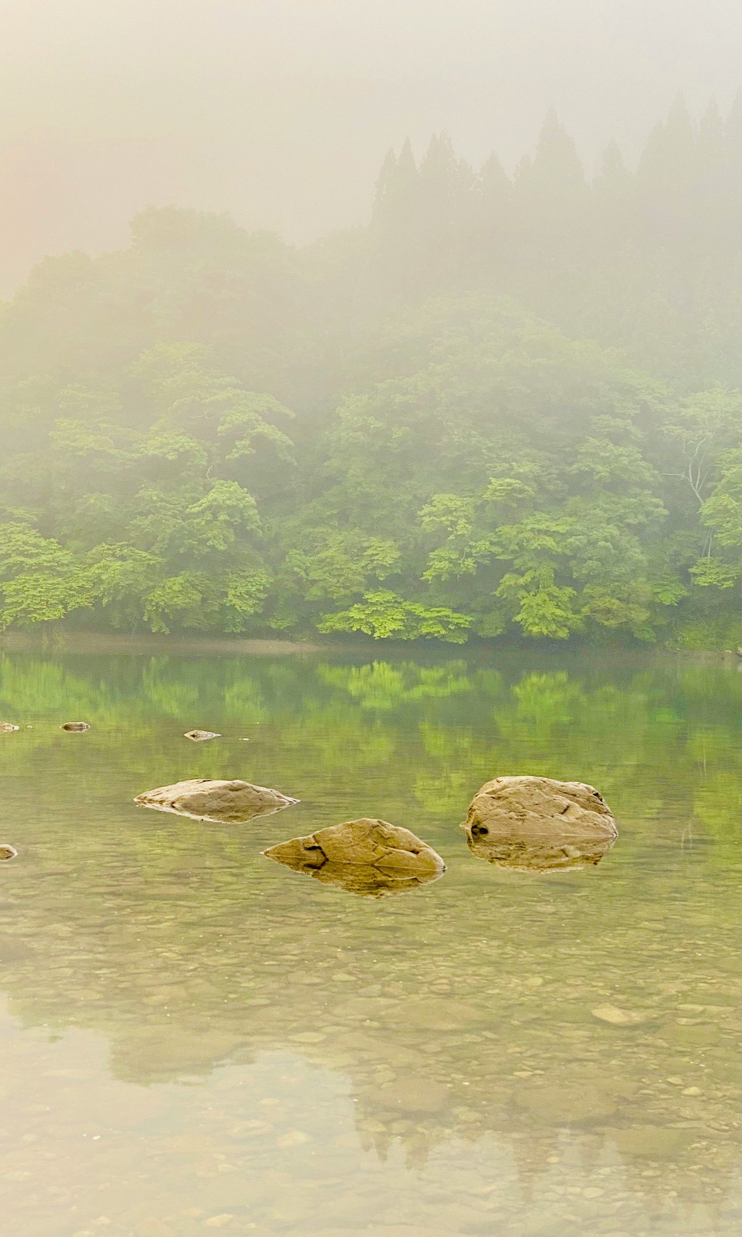 霧のかかった川辺で水面に浮かぶ石とカメのある自然風景