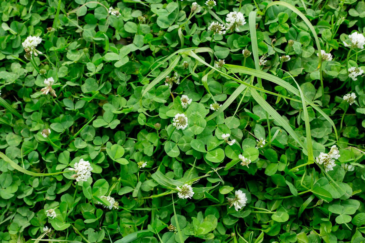 Lush green clover leaves with white flowers blooming