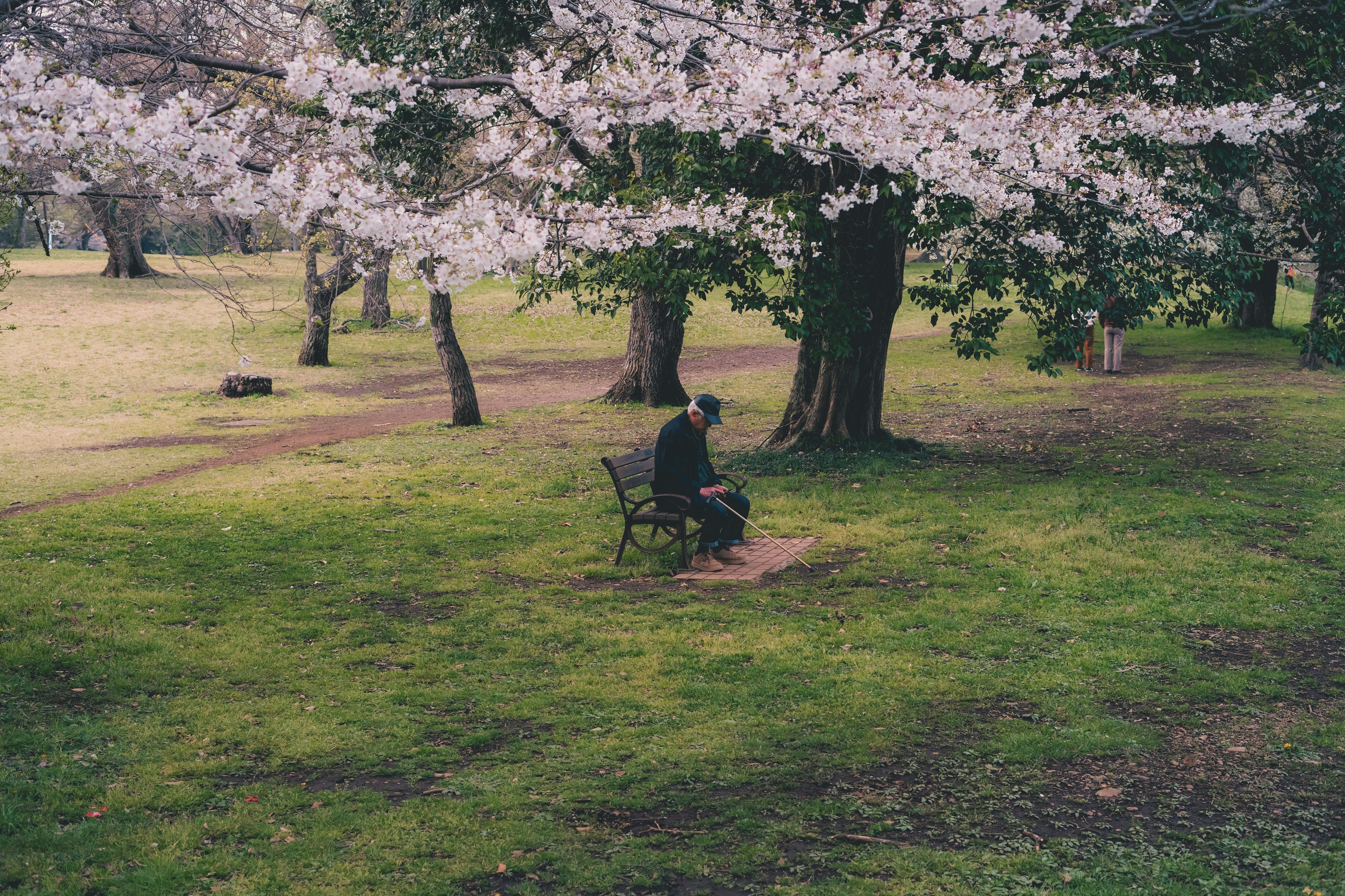 桜の木の下でベンチに座る人のある公園の芝生