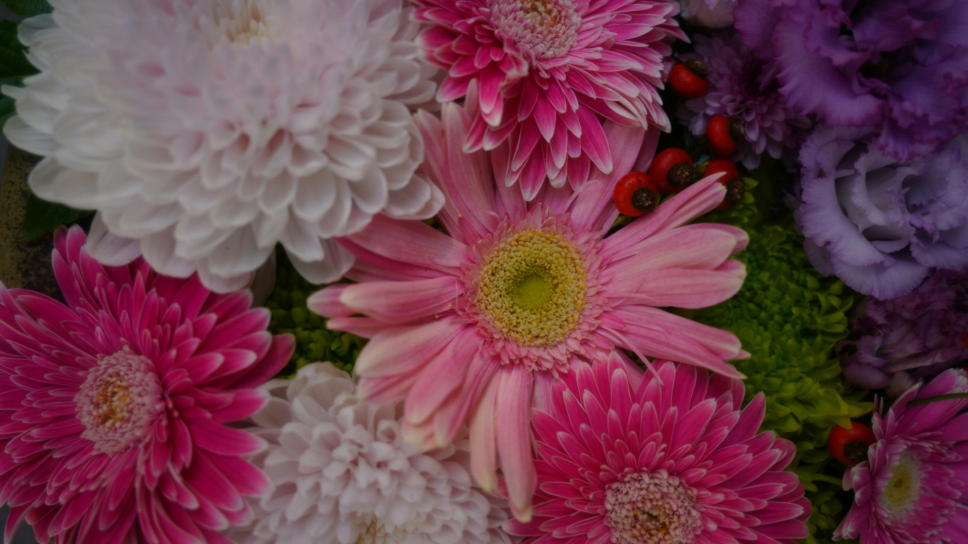 色とりどりのガーベラの花が密に咲く花畑のようなクローズアップ