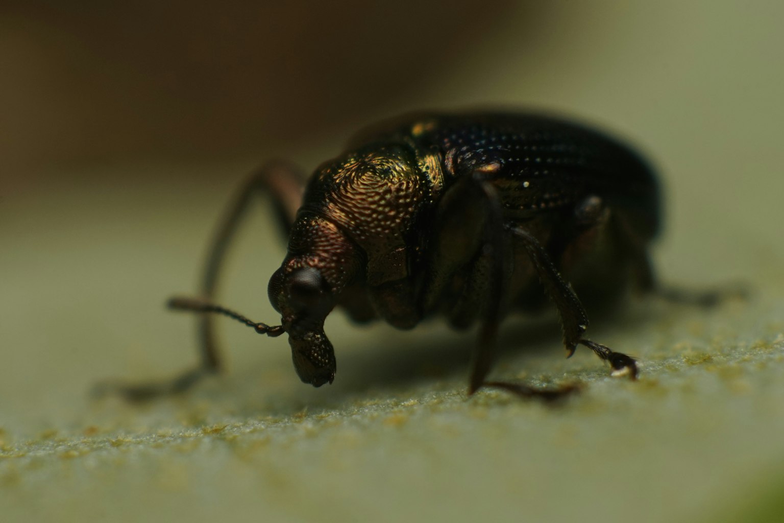 Close-up image of an insect on a green leaf