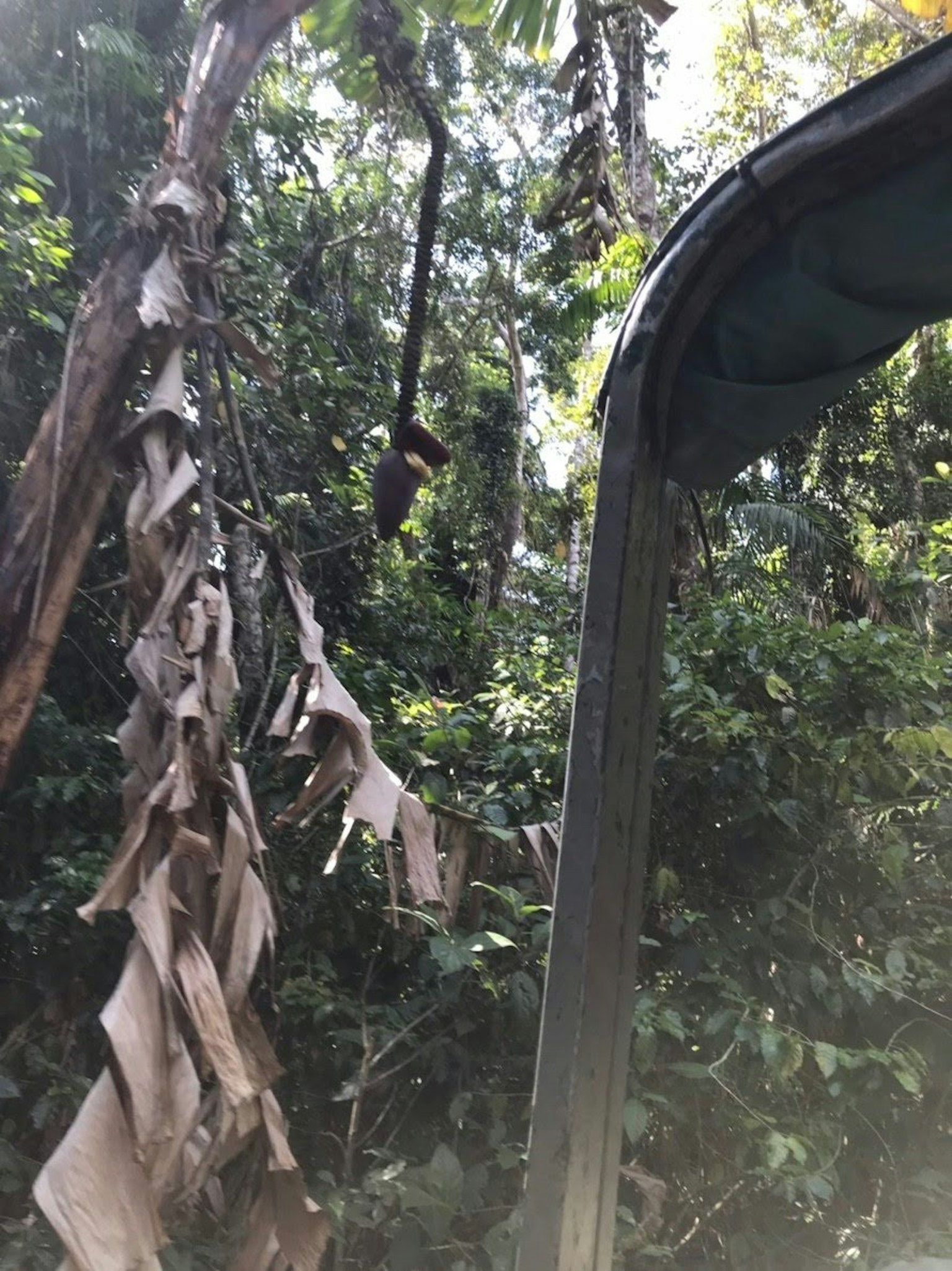 Árbol de plátano con hojas secas en un bosque verde exuberante