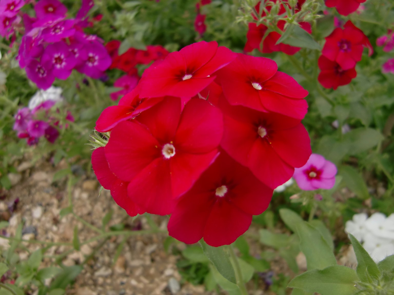 Bunga phlox merah cerah mekar