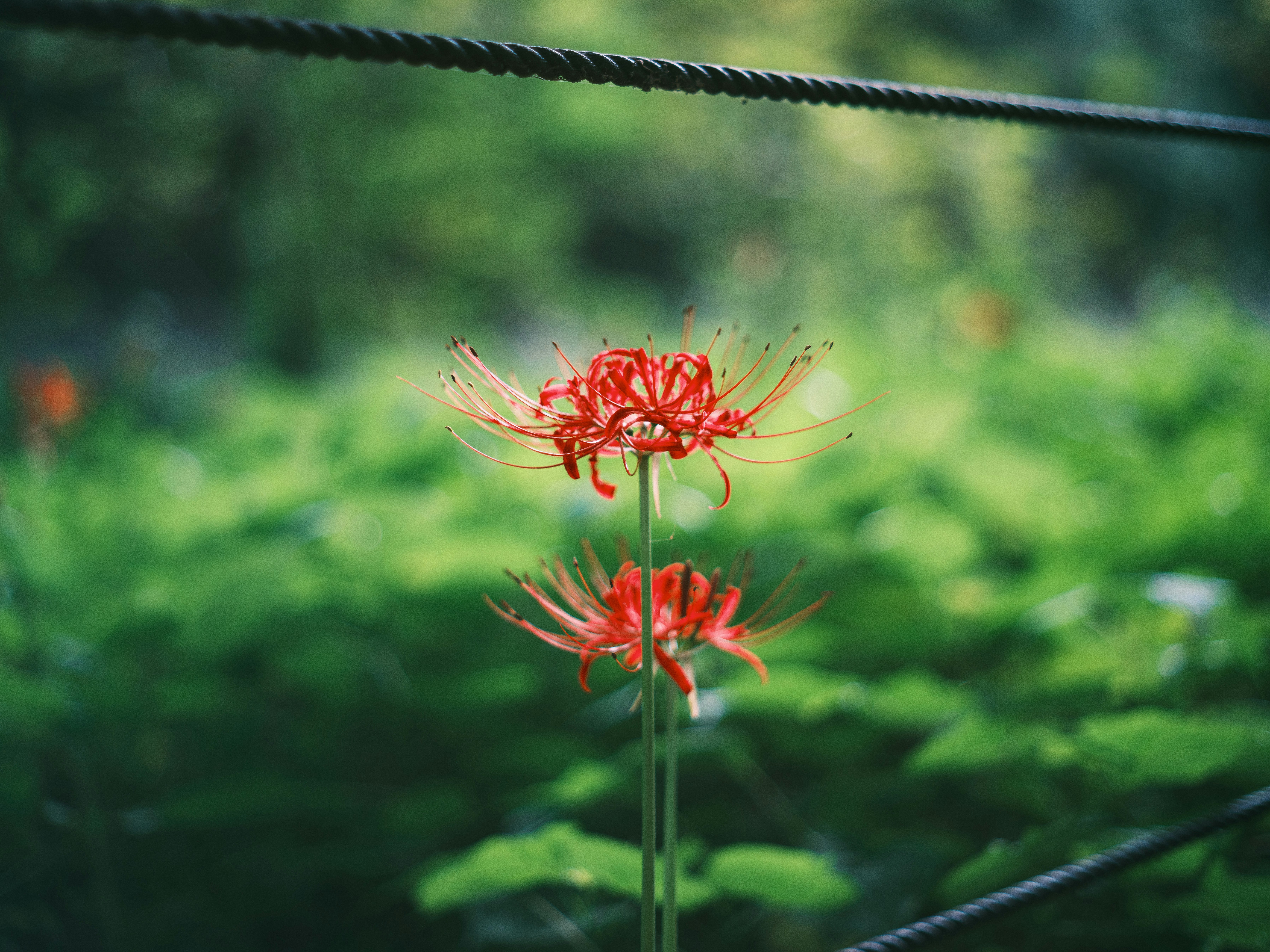緑の背景に咲く赤い彼岸花の花穂