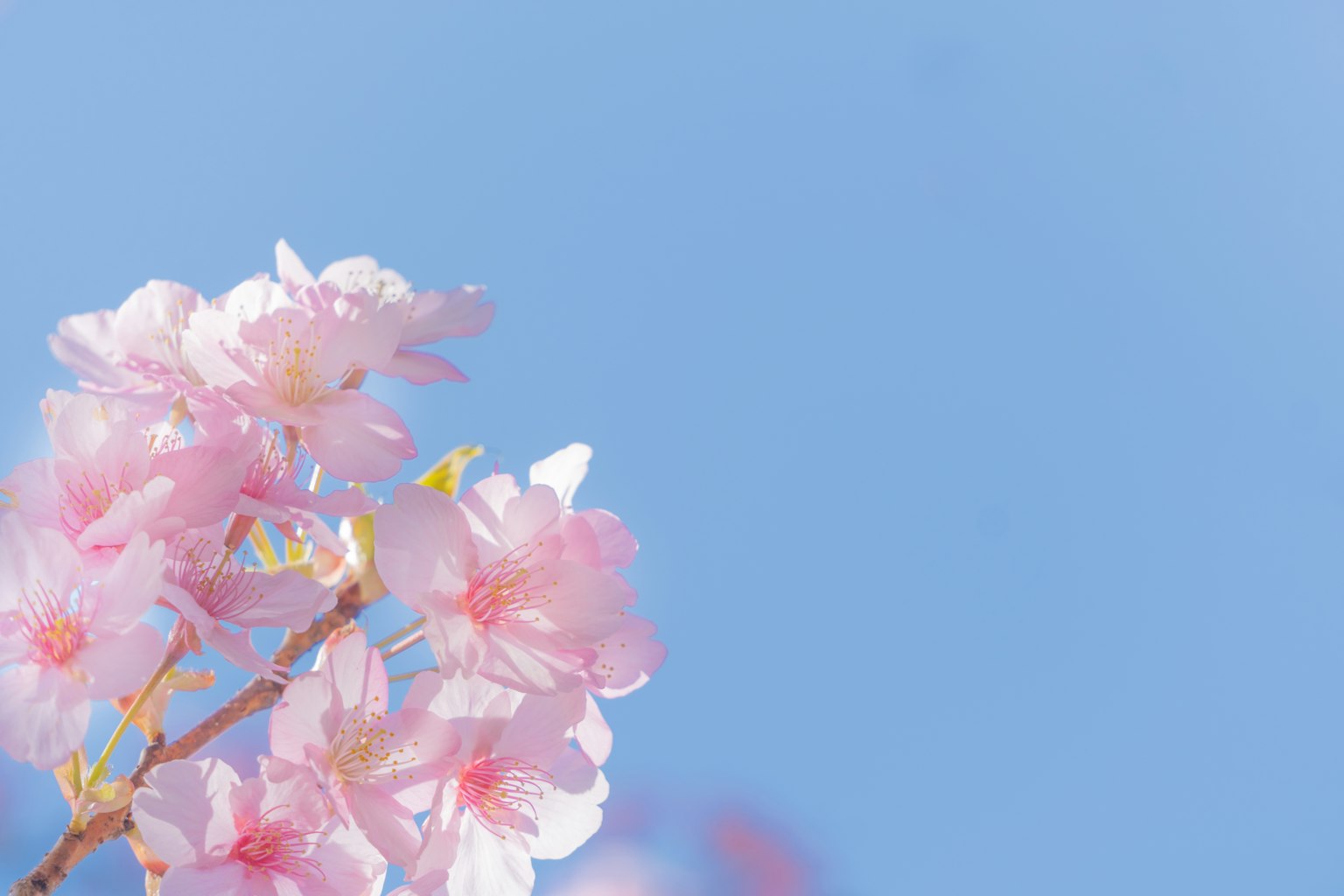 Dekat bunga sakura dengan latar belakang langit biru