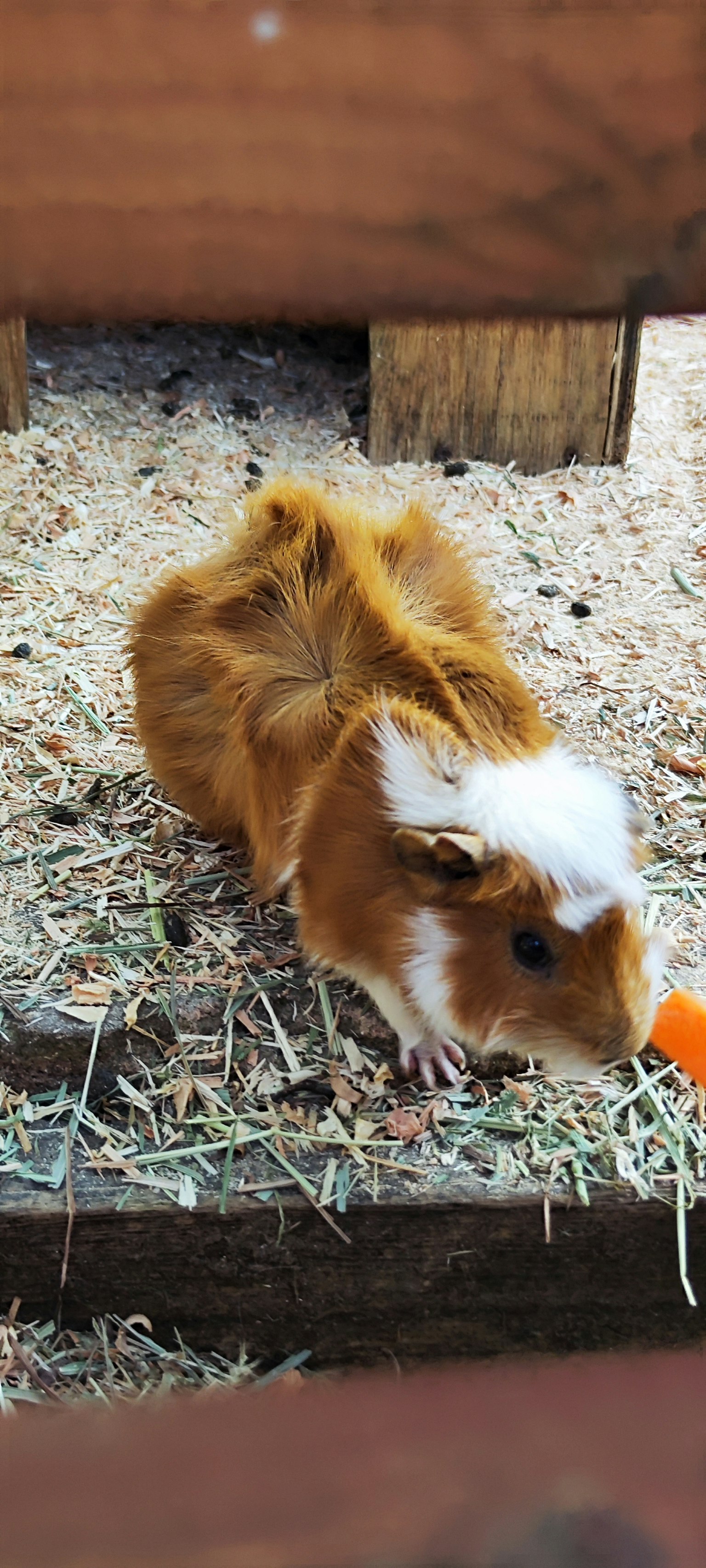 Braunes Meerschweinchen sitzt auf Heu in einem Holzgehege