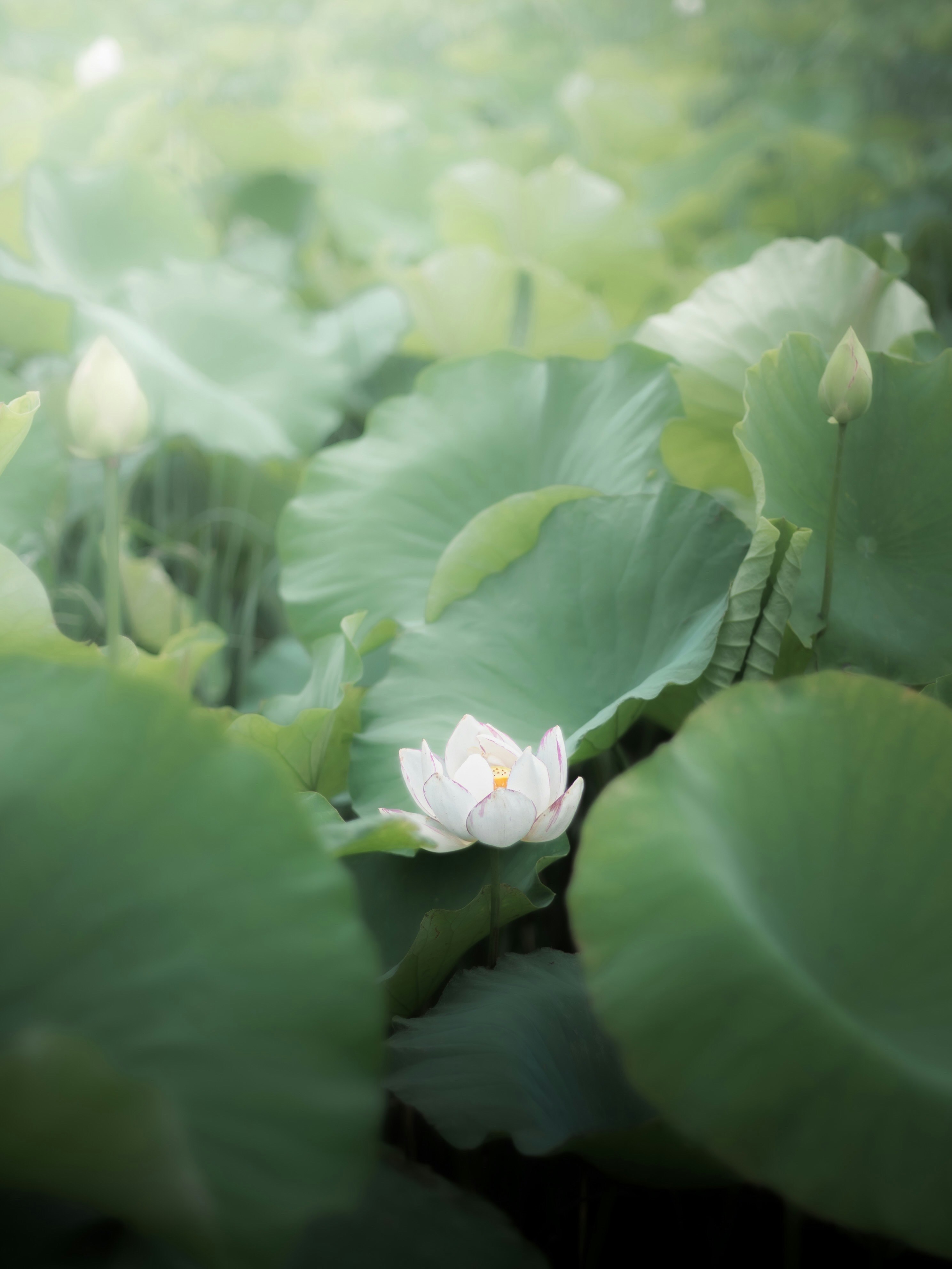 夏の始まりを感じる蓮の花と青々とした葉の群生