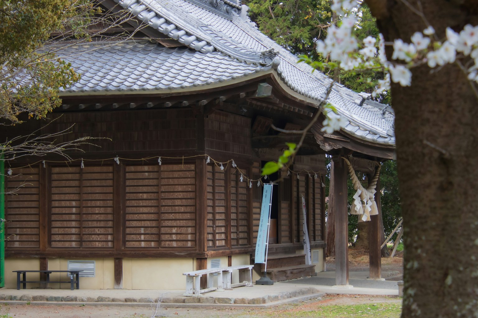 Bâtiment japonais traditionnel avec des fleurs de cerisier au premier plan