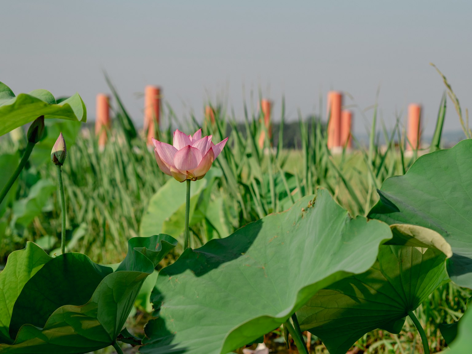 Lotusblume und Blätter in einem Teich mit Säulen im Hintergrund