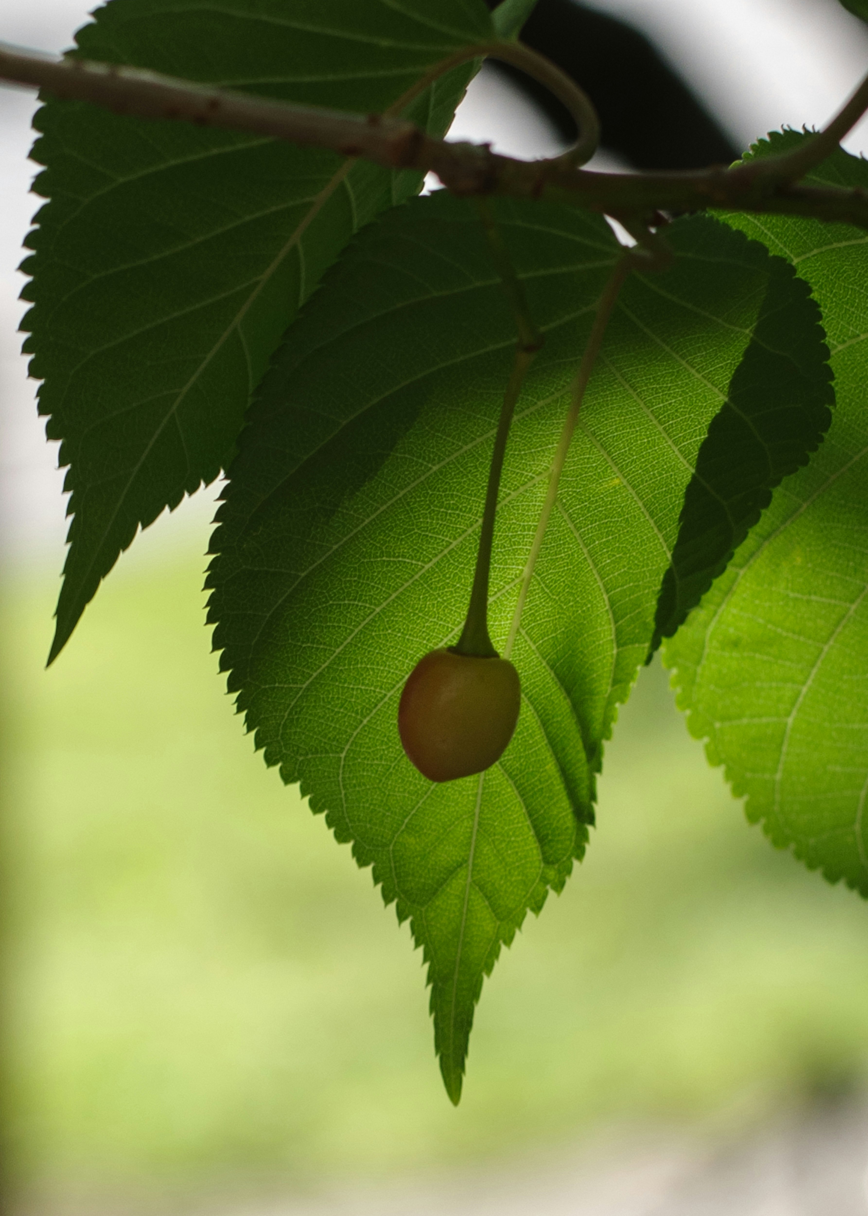 河津桜の葉に光が当たる葉脈の陰影