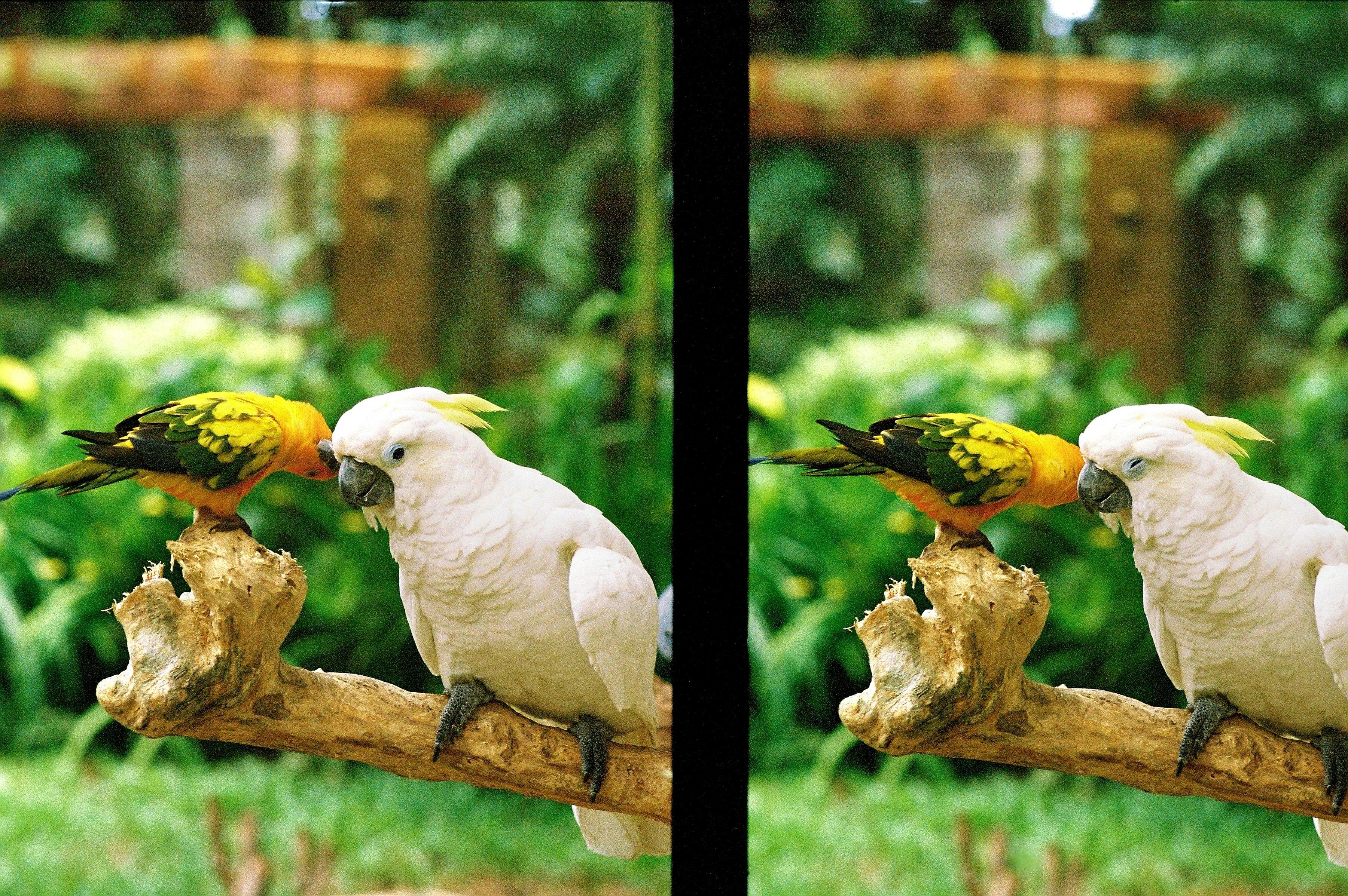 木の枝にとまるオウムとインコの並ぶ自然の鳥たち
