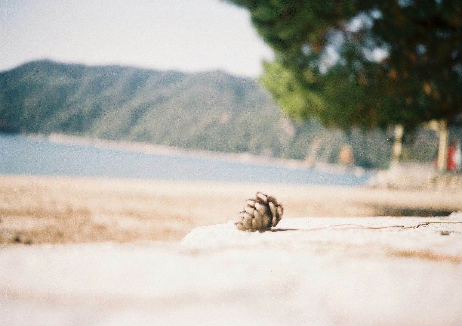 A pine cone resting on a sandy beach with mountains and sea in the background