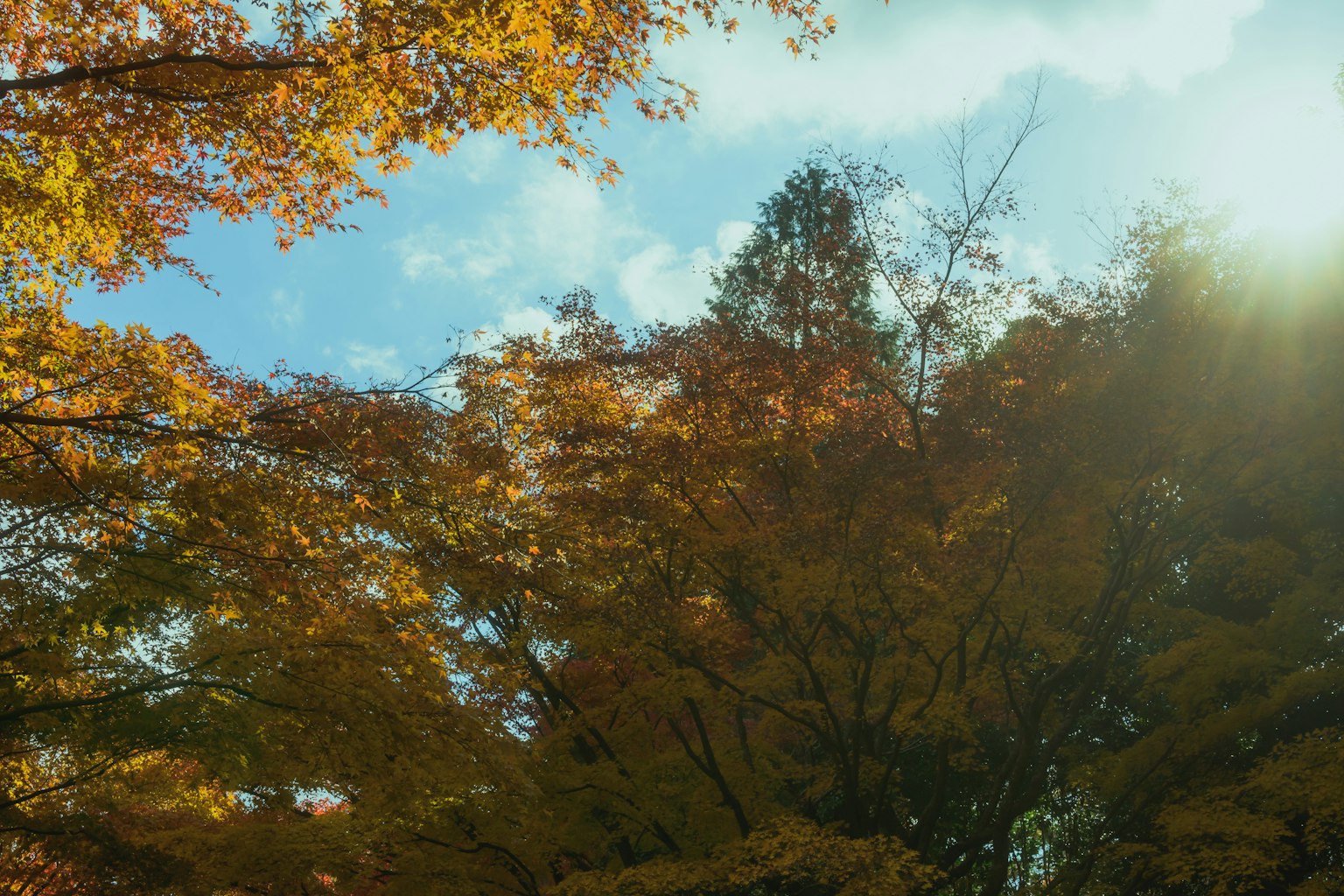 Malersicher Blick auf Herbstlaub mit lebhaften Bäumen und blauem Himmel
