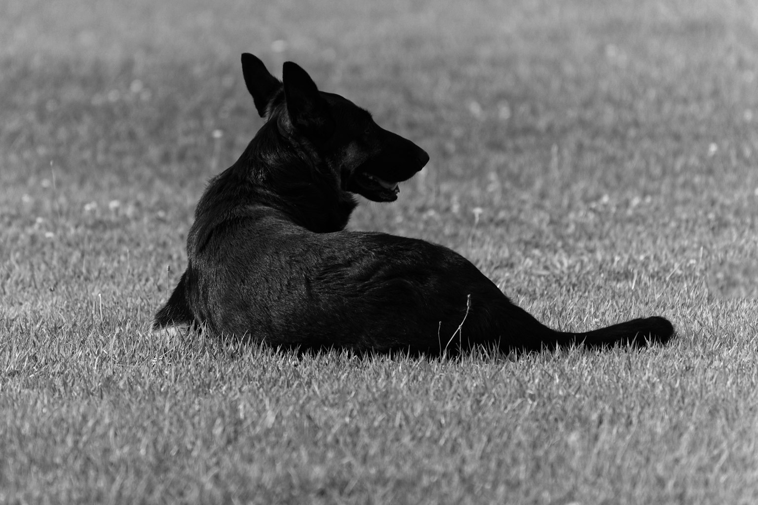 Siluet anjing hitam berbaring di atas rumput