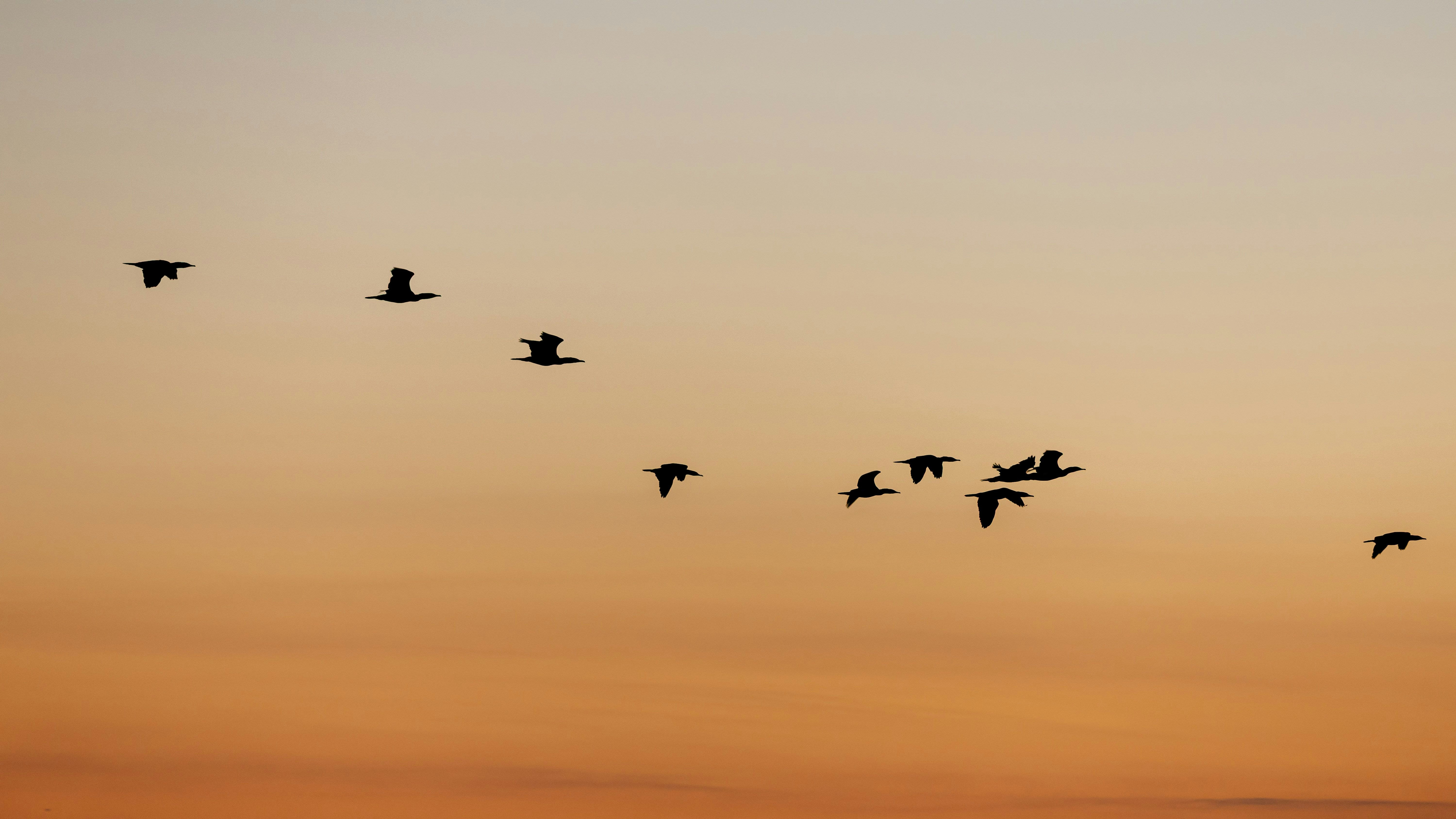 夕陽天空中飛翔的鳥群